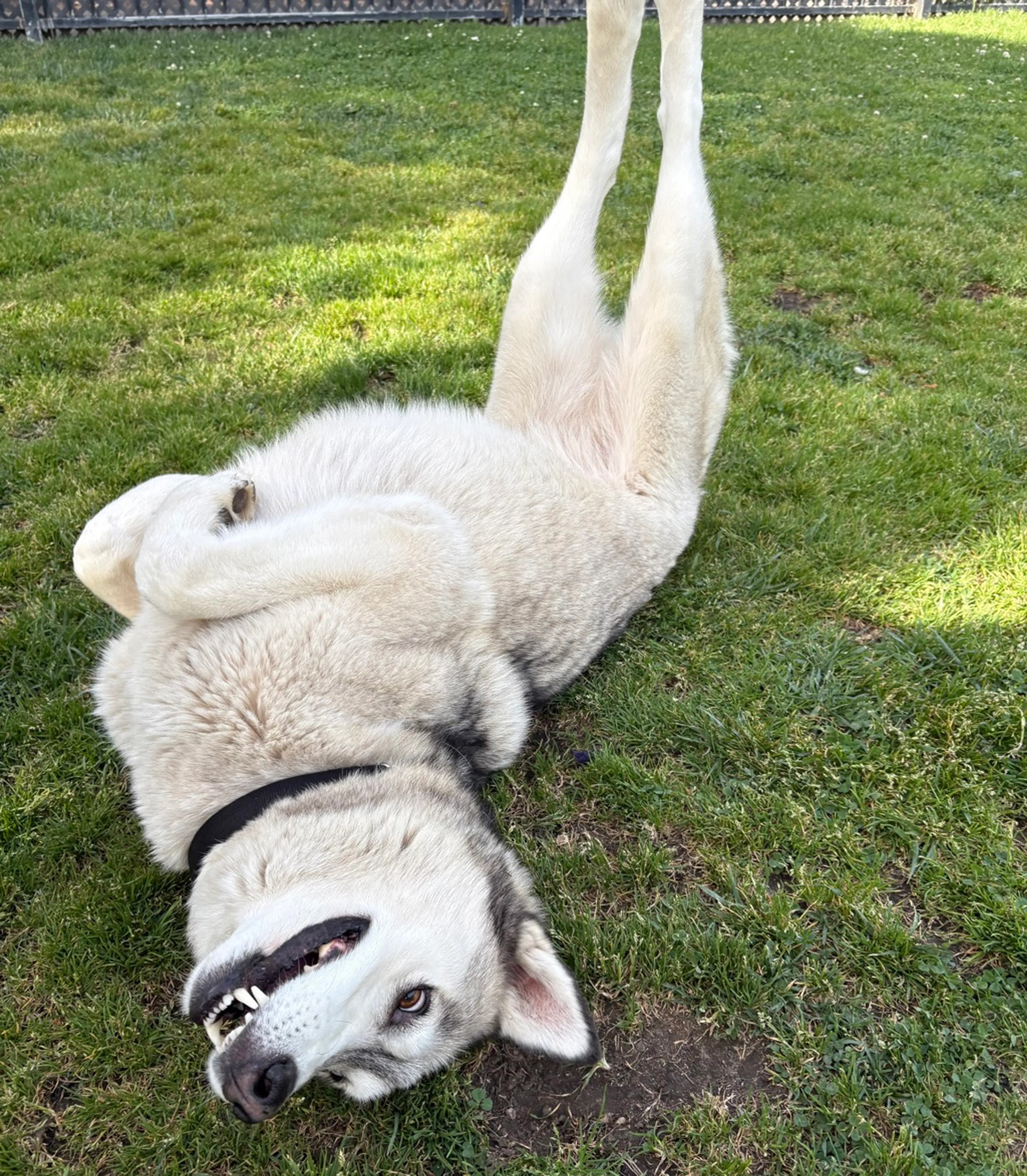 Found pet-5