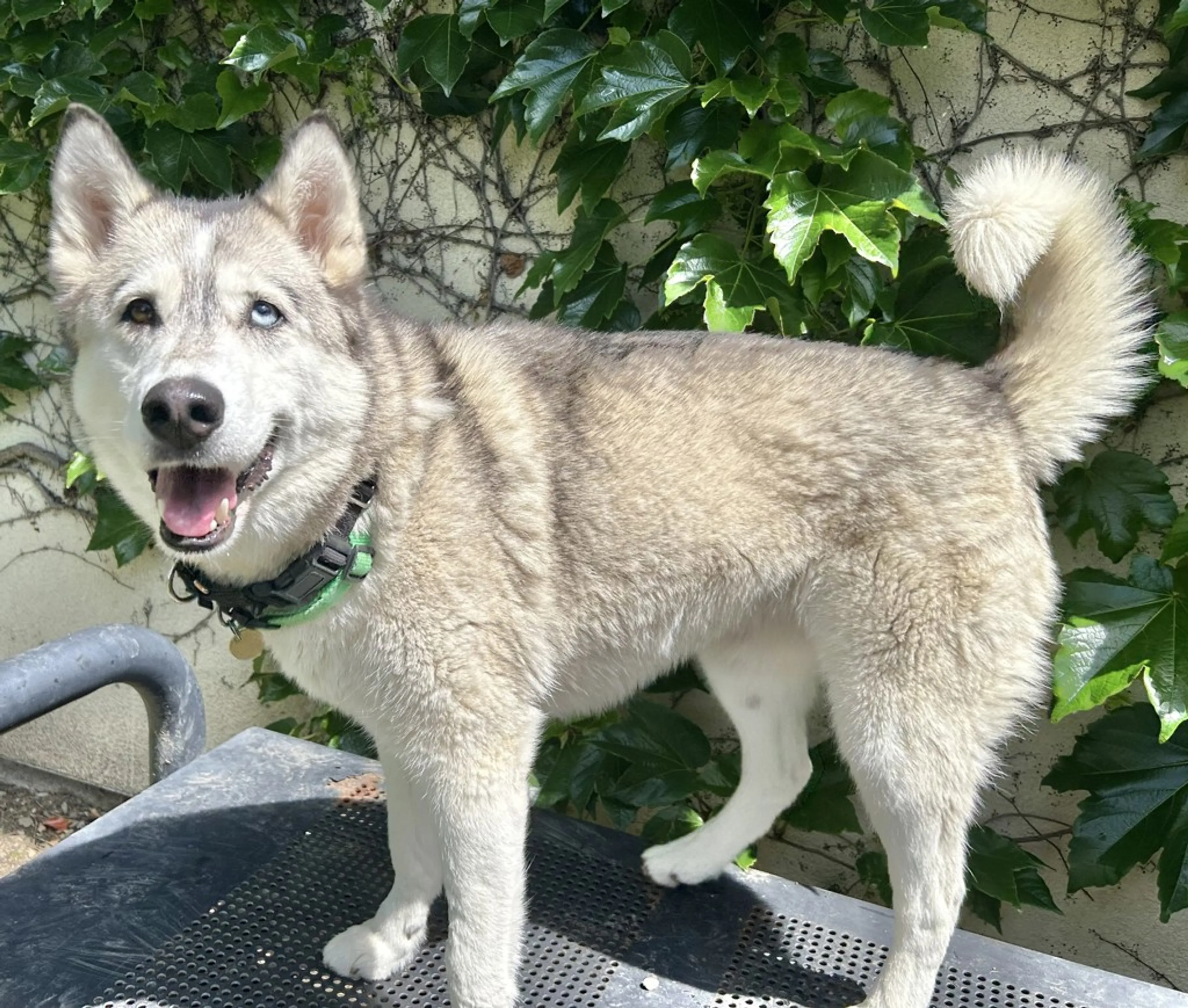 Found pet-7