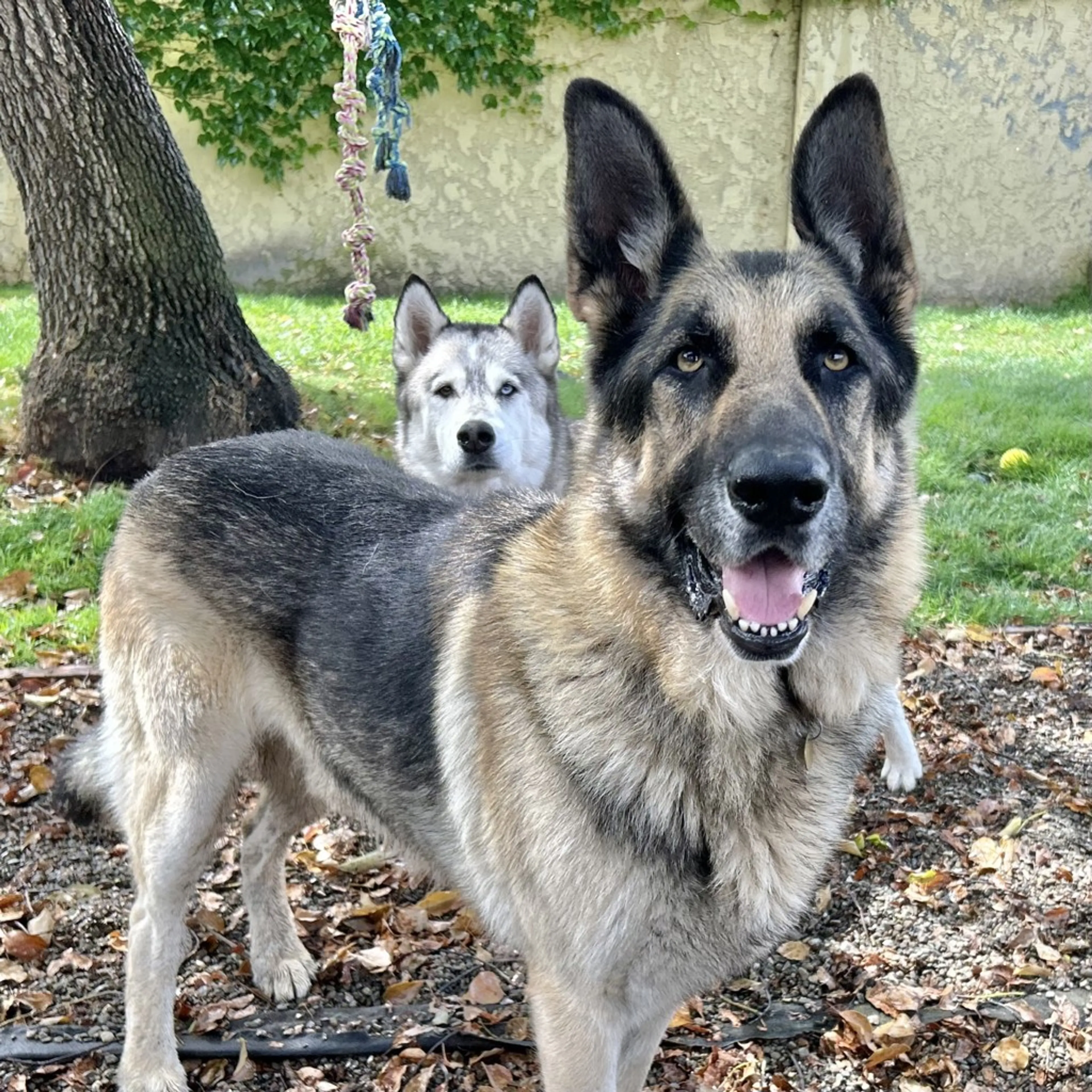 Found pet-10