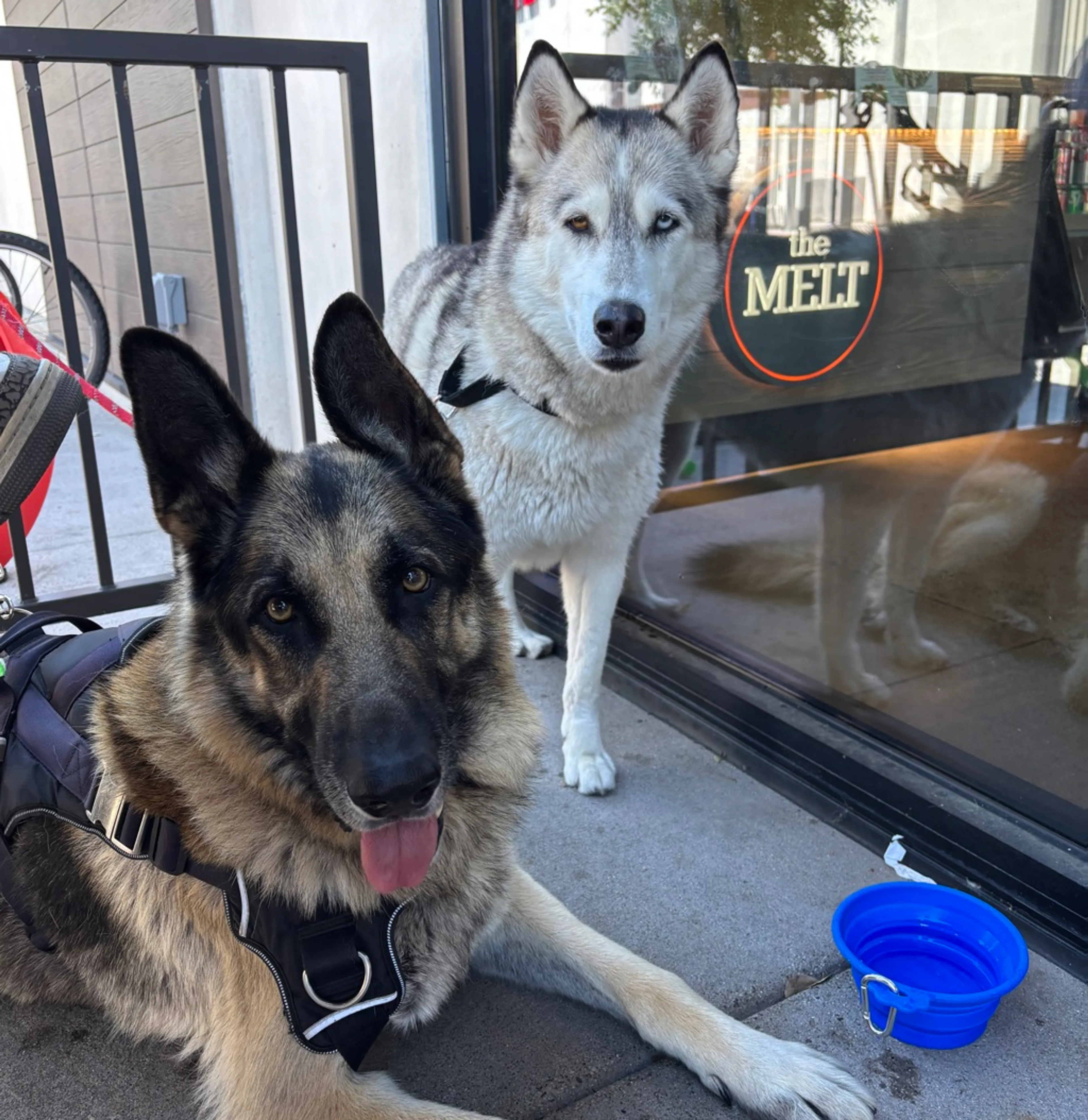 Found pet-2