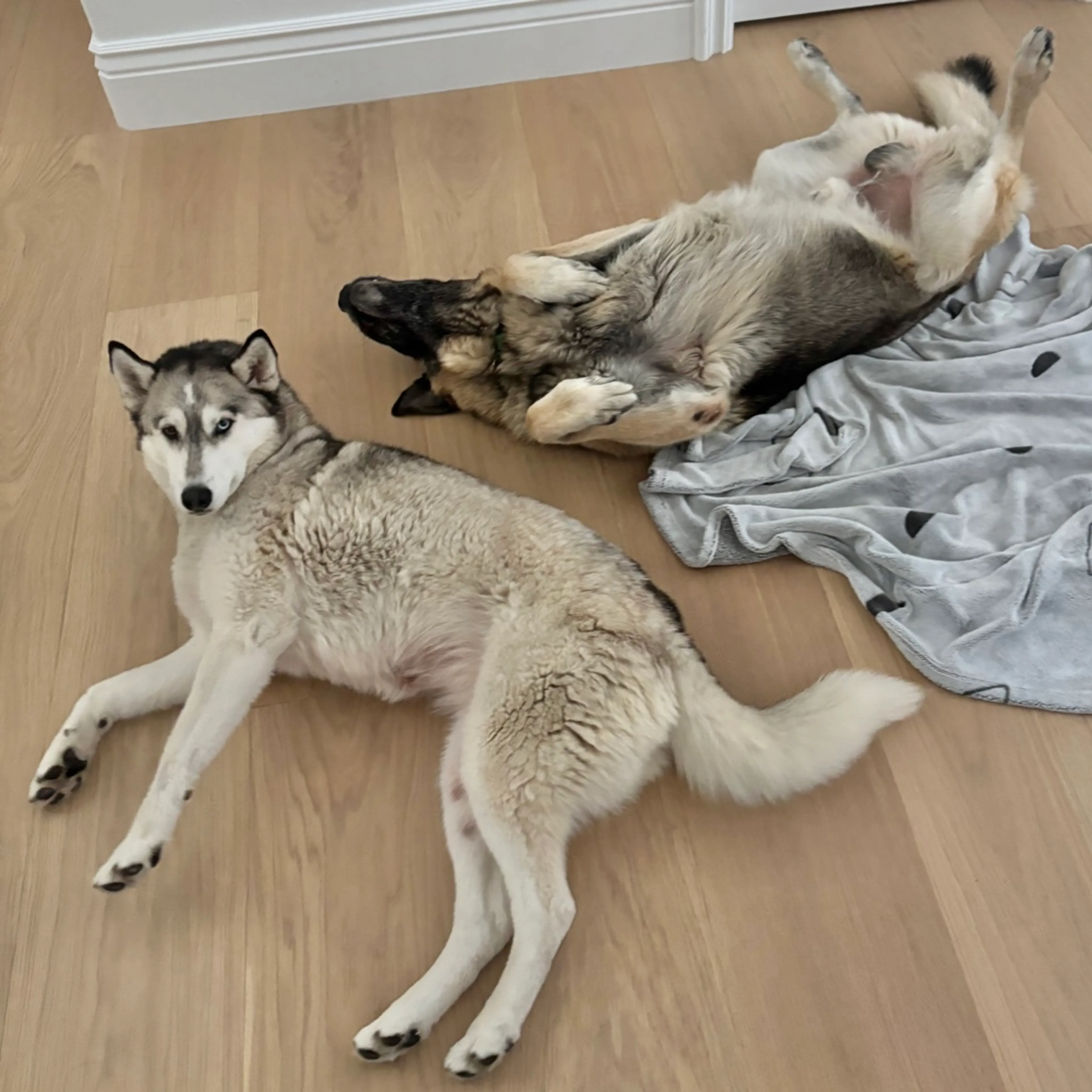 Found pet-1