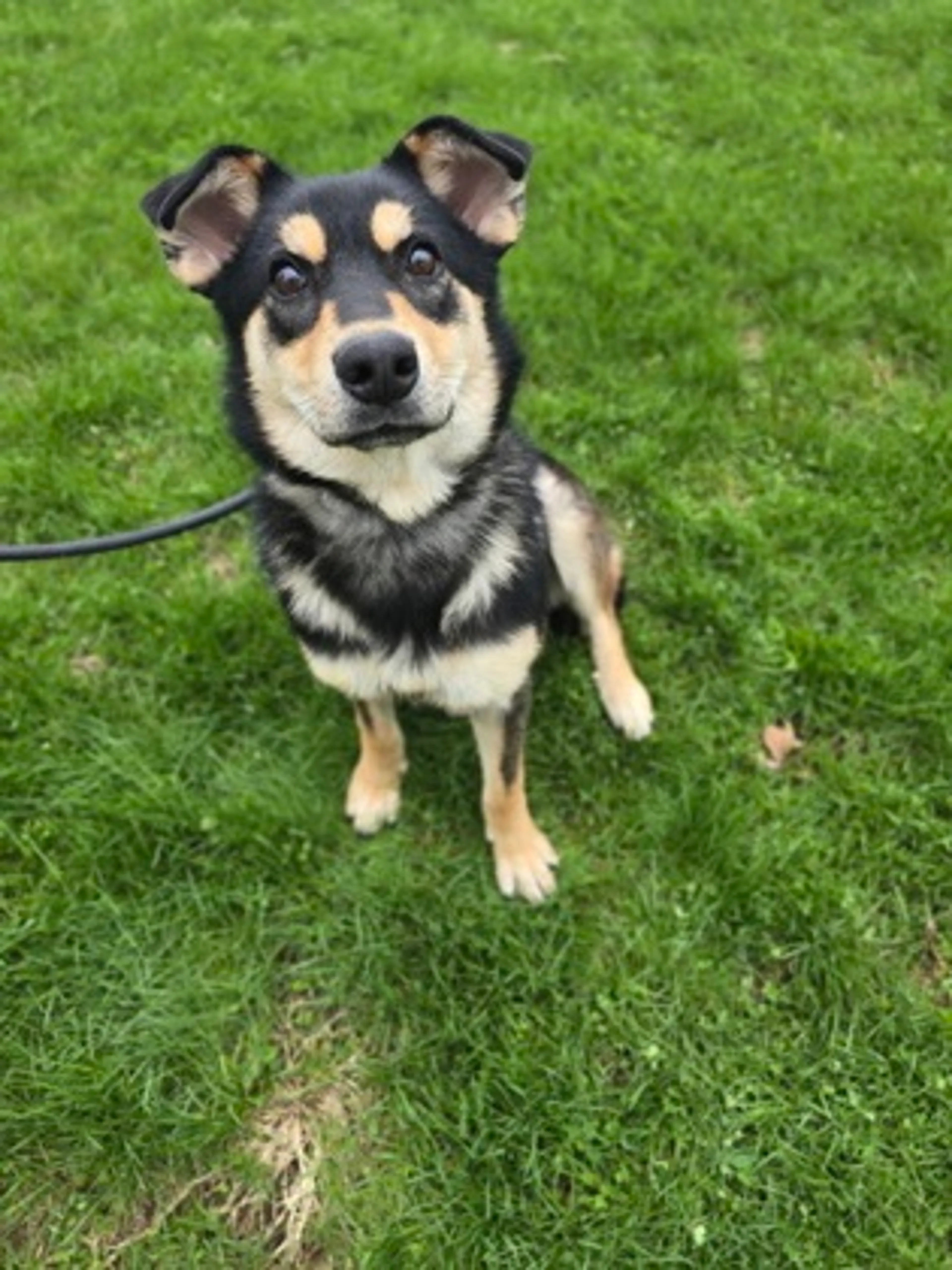 Found pet