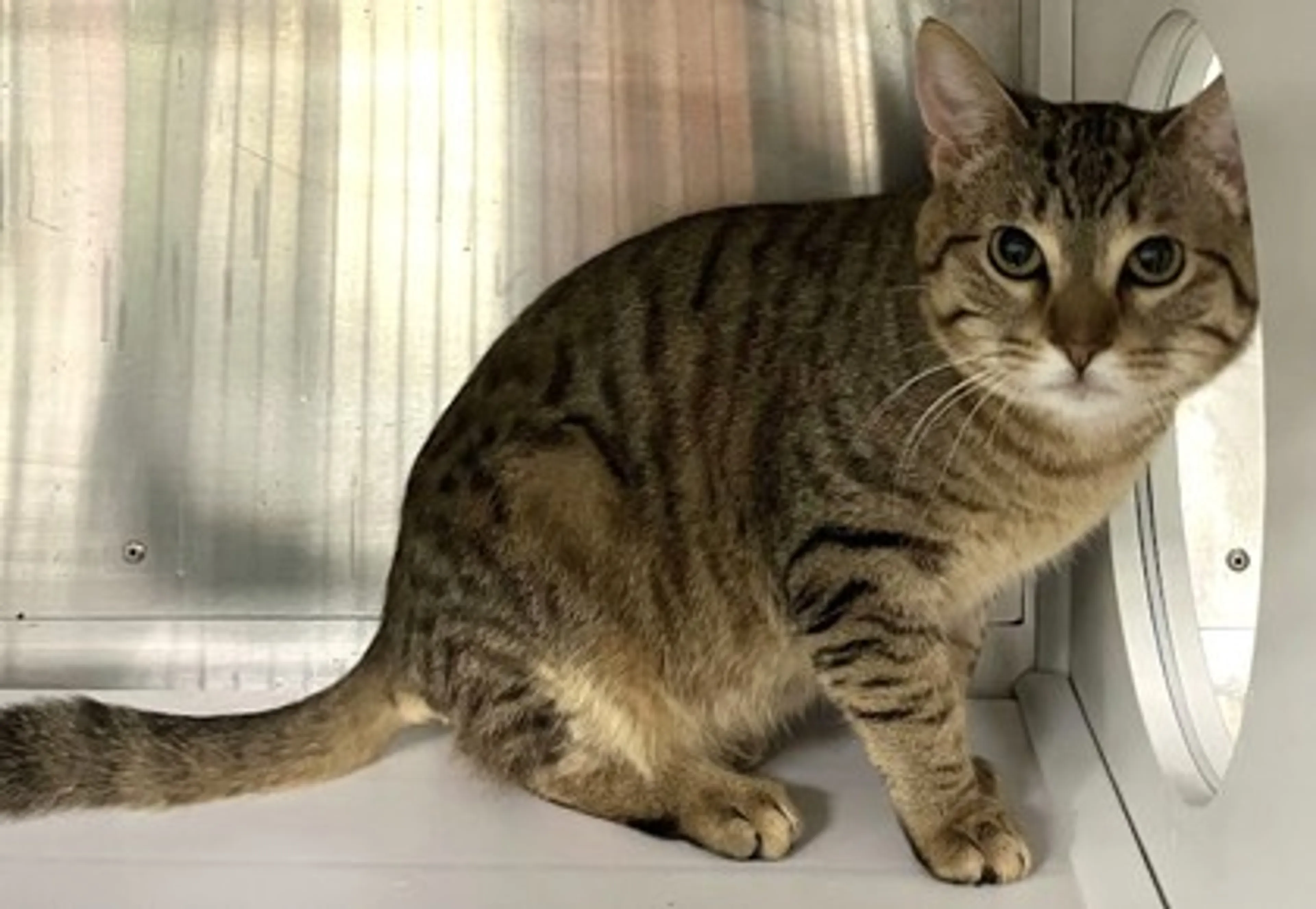 Found pet-1