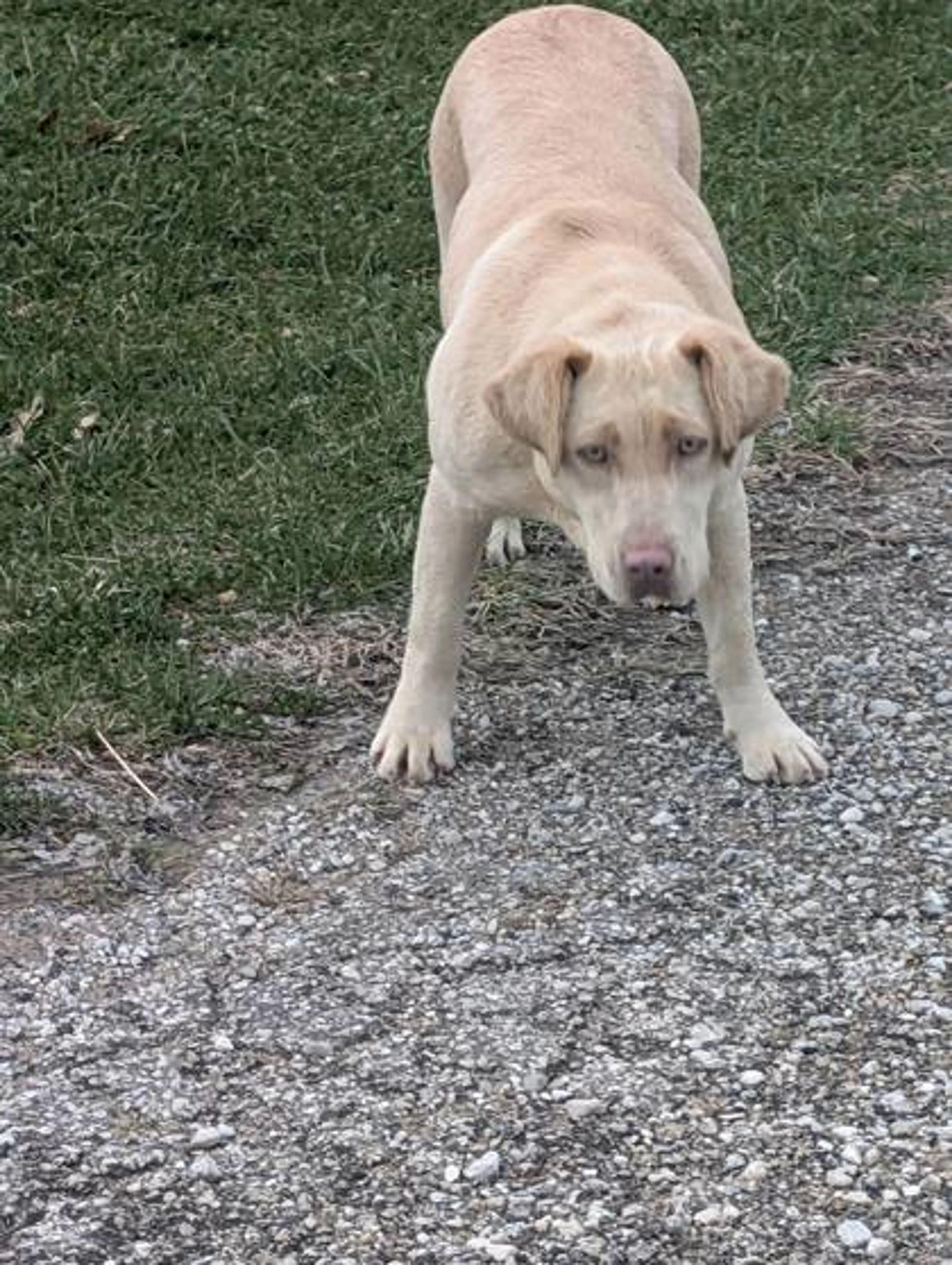 Found pet