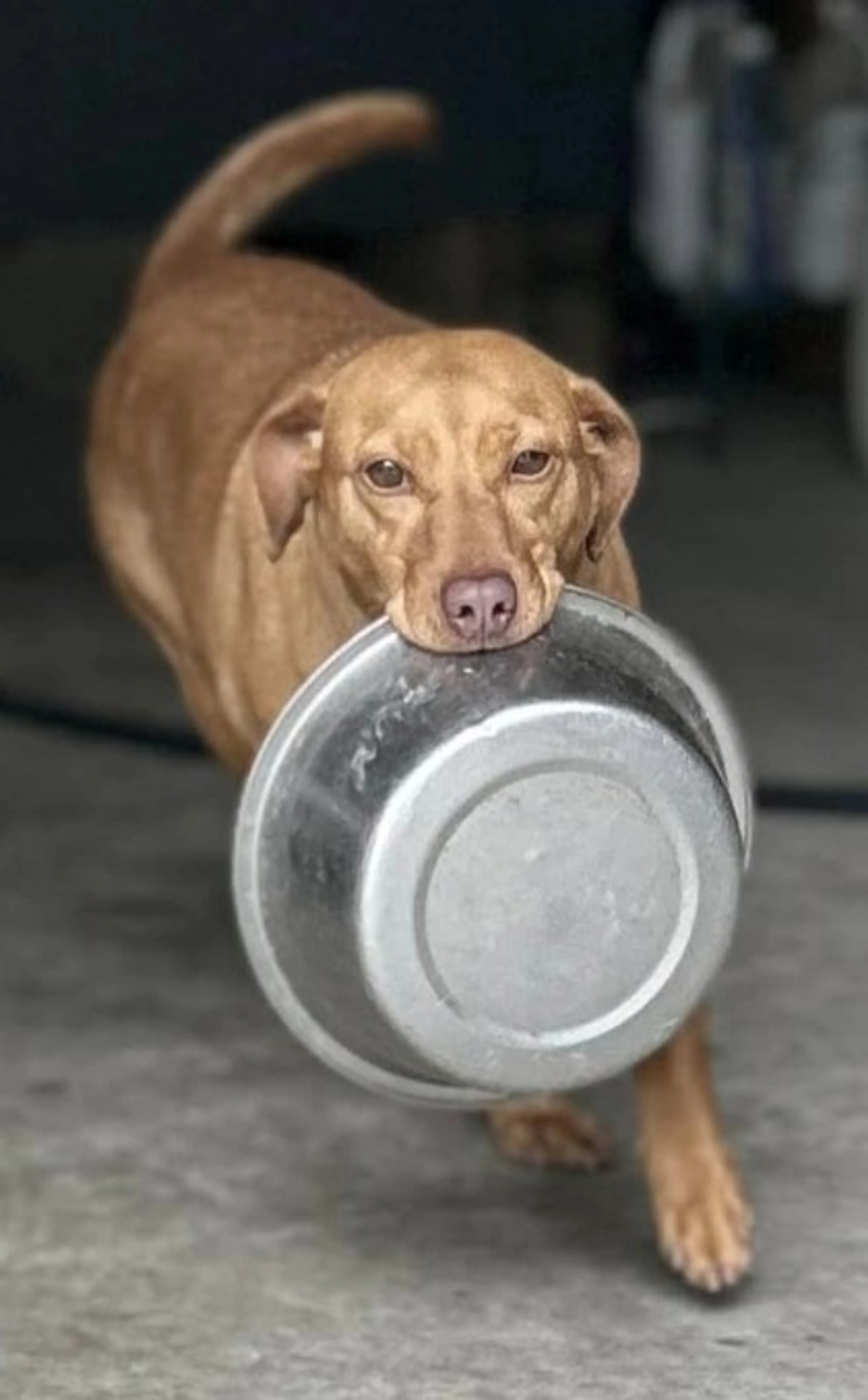 Found pet-1