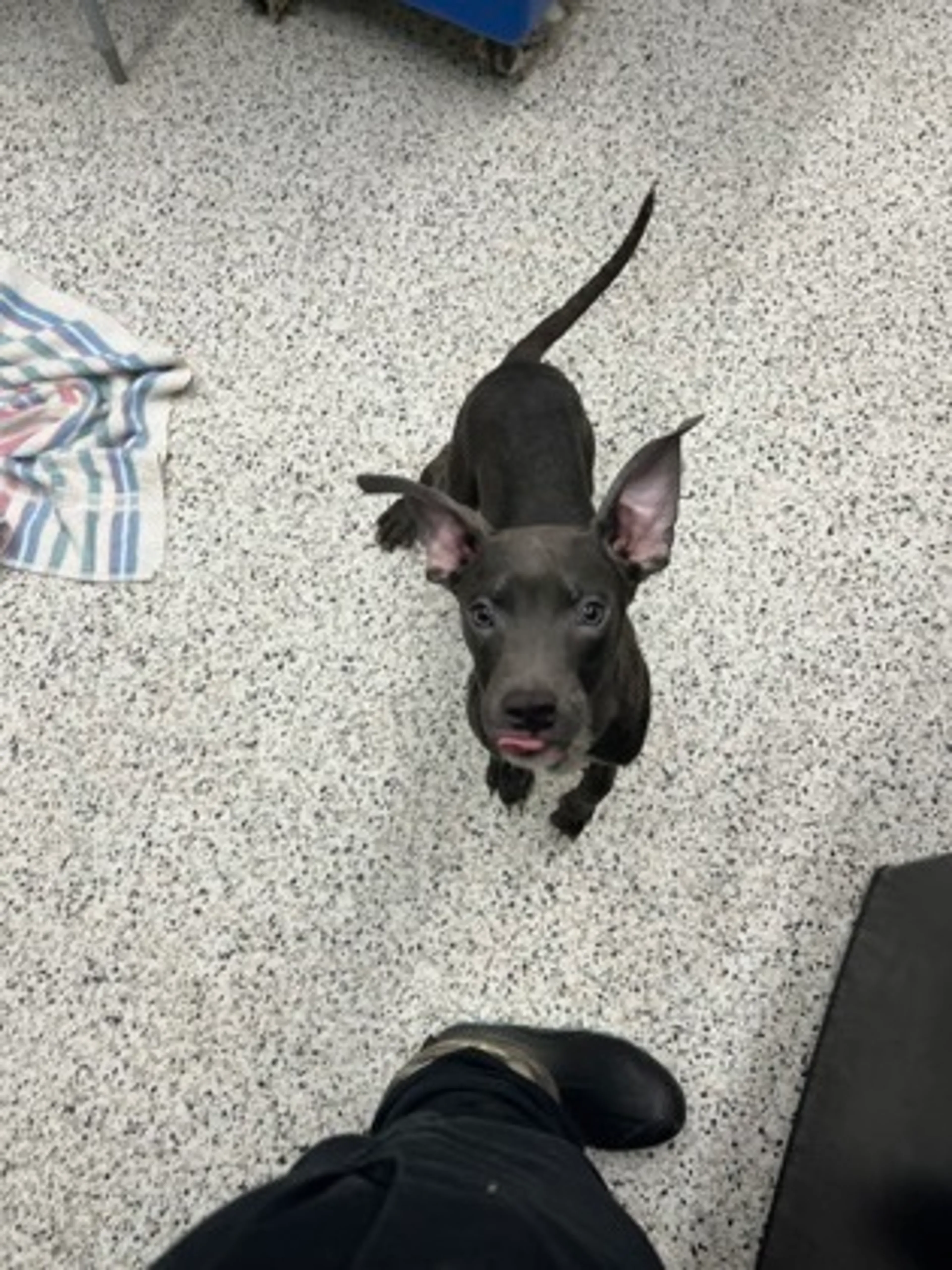 Found pet
