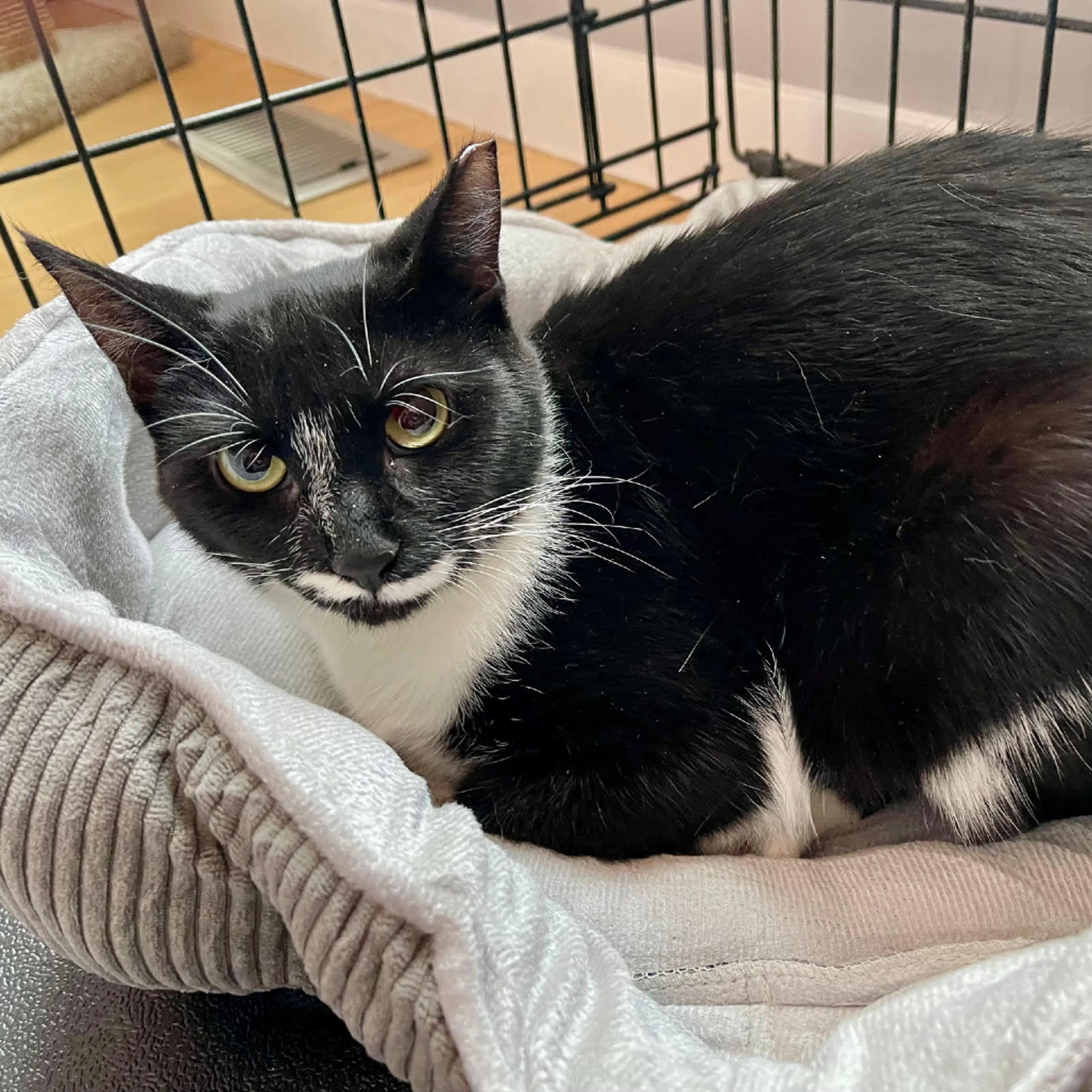 Found pet-1