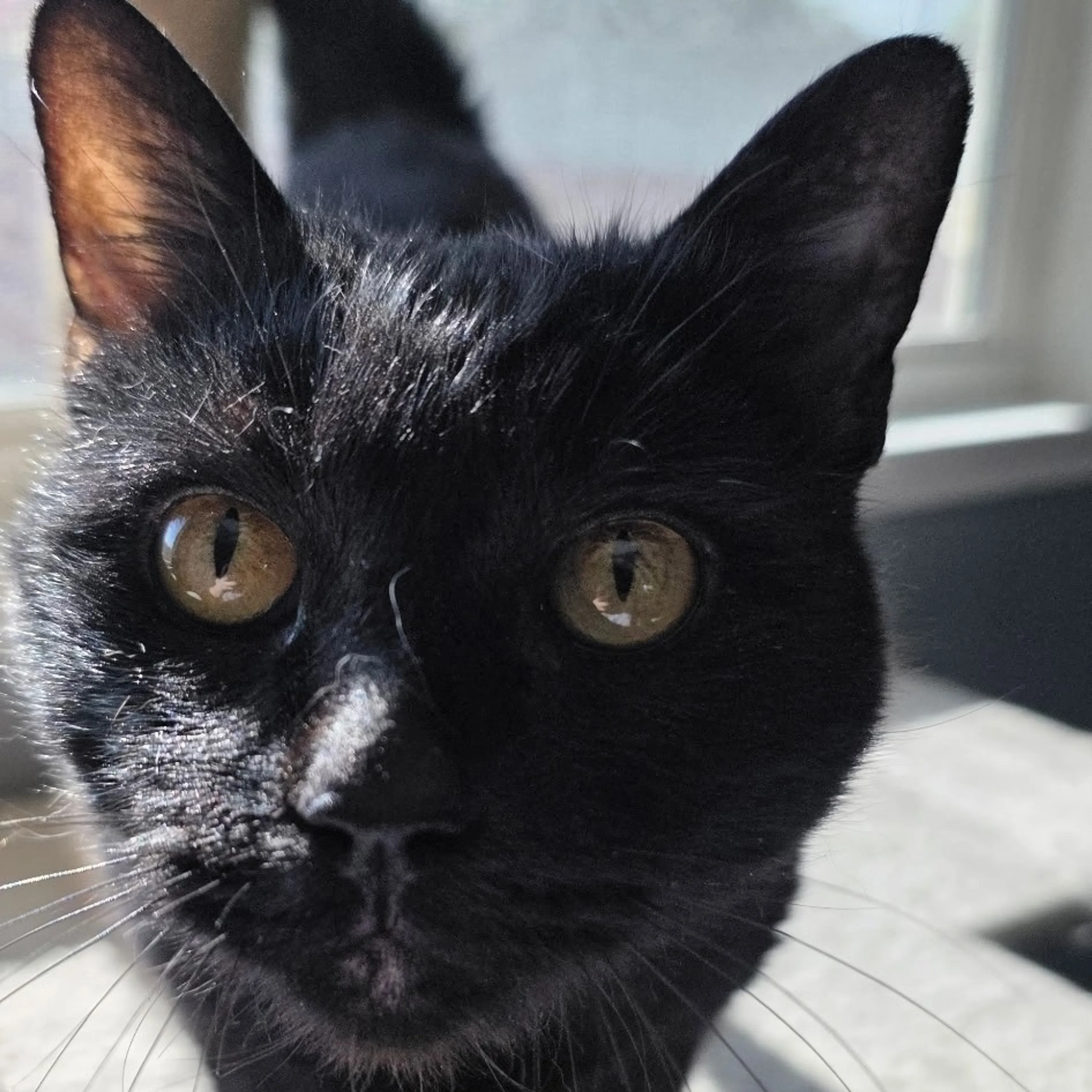 Found pet-9