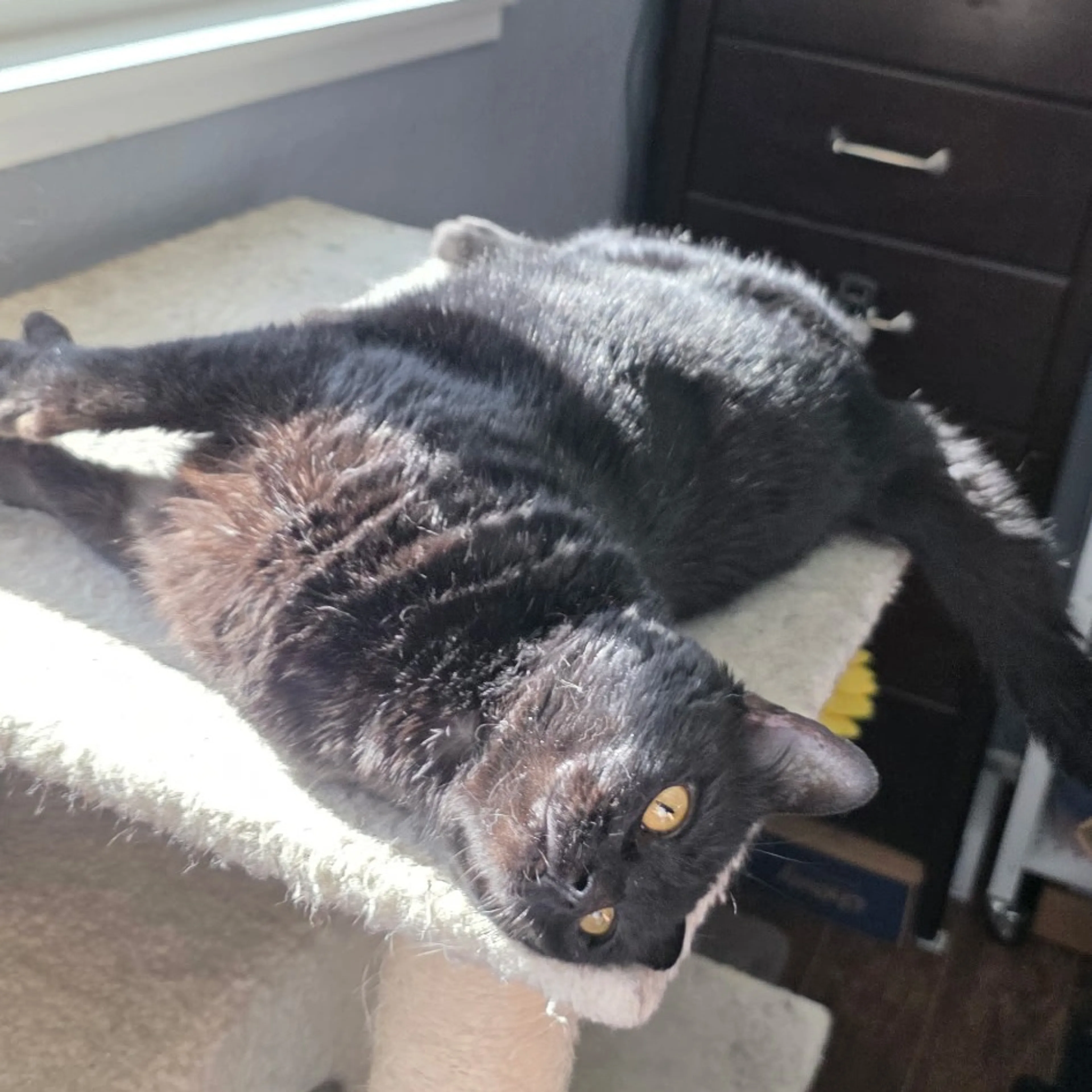 Found pet-8