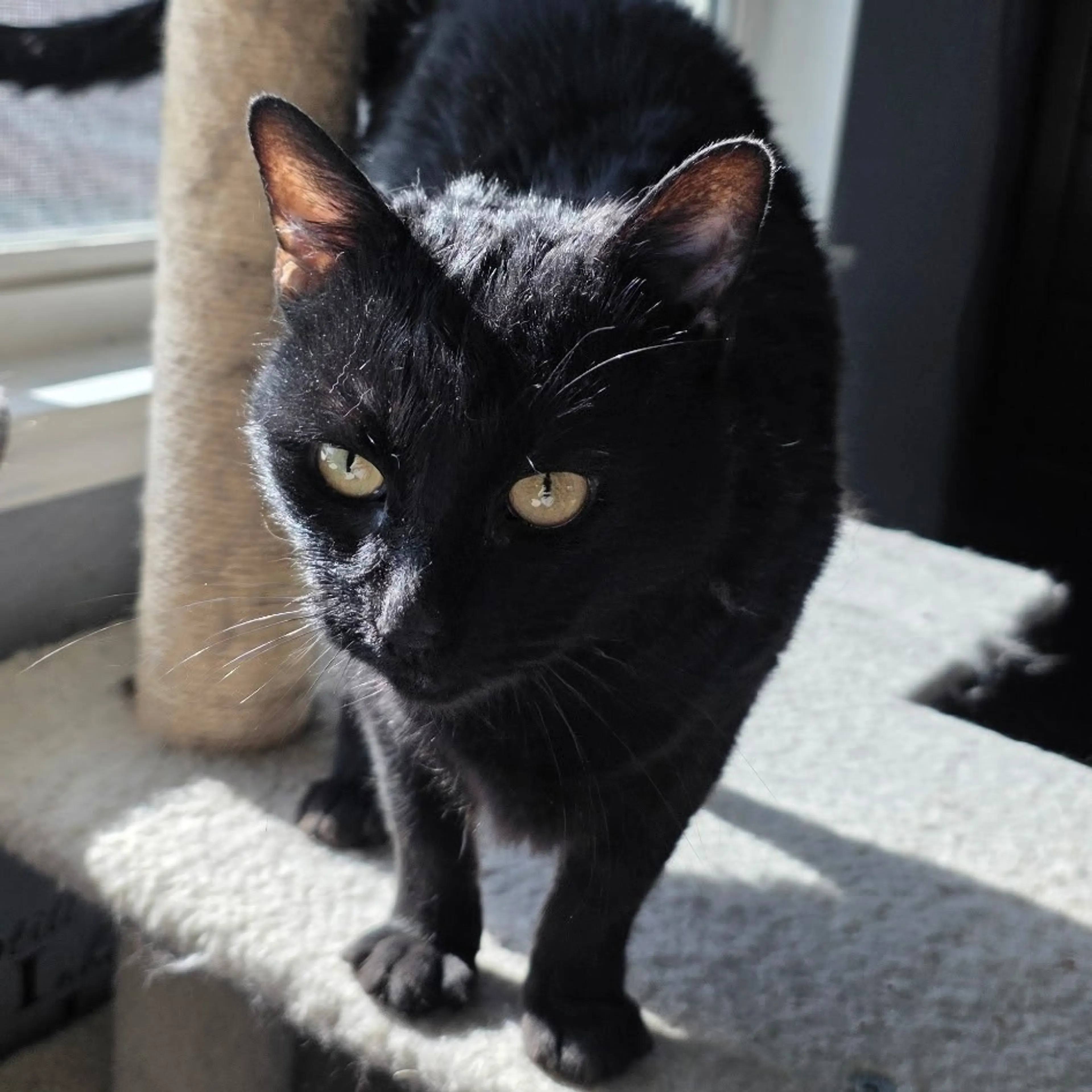 Found pet-2