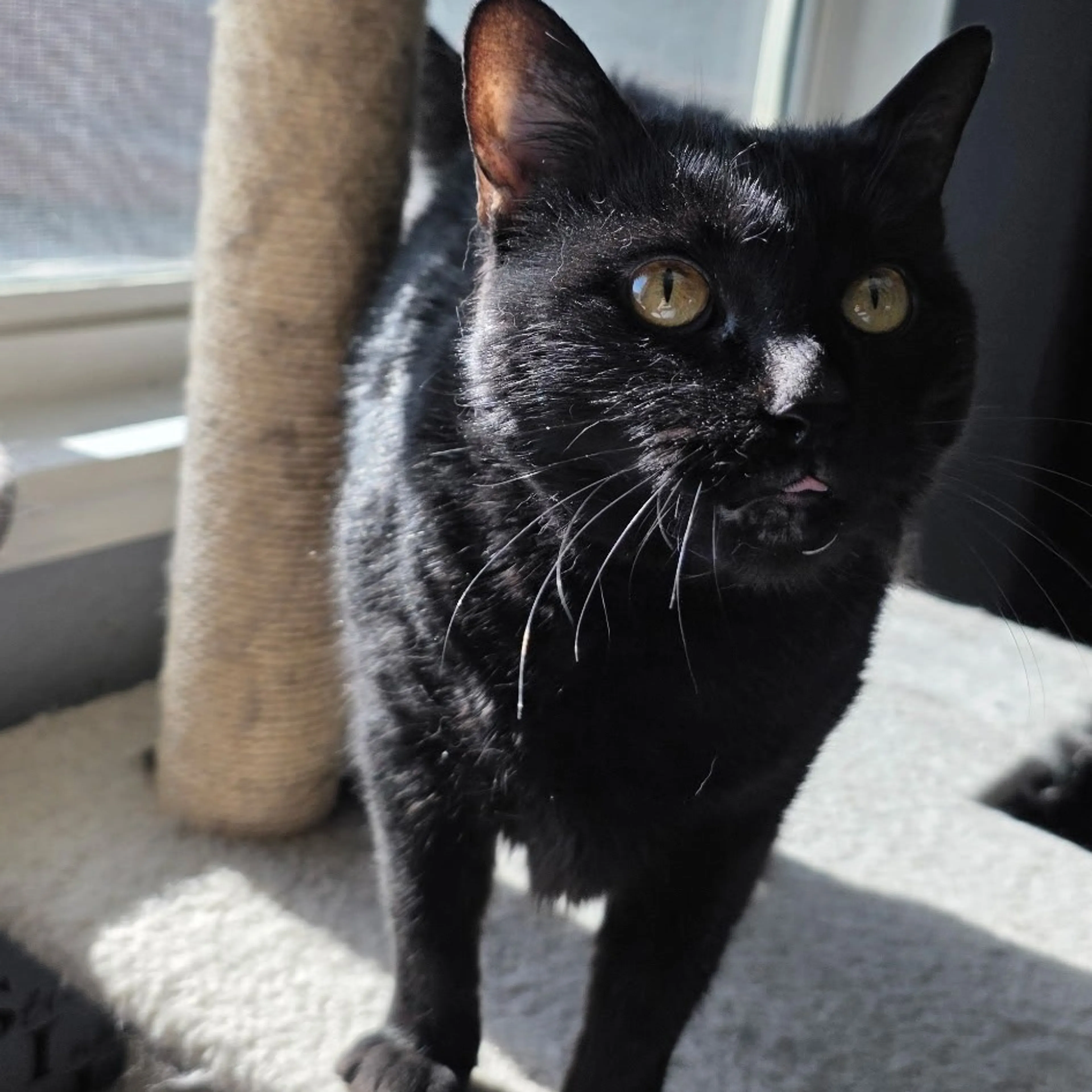 Found pet-1