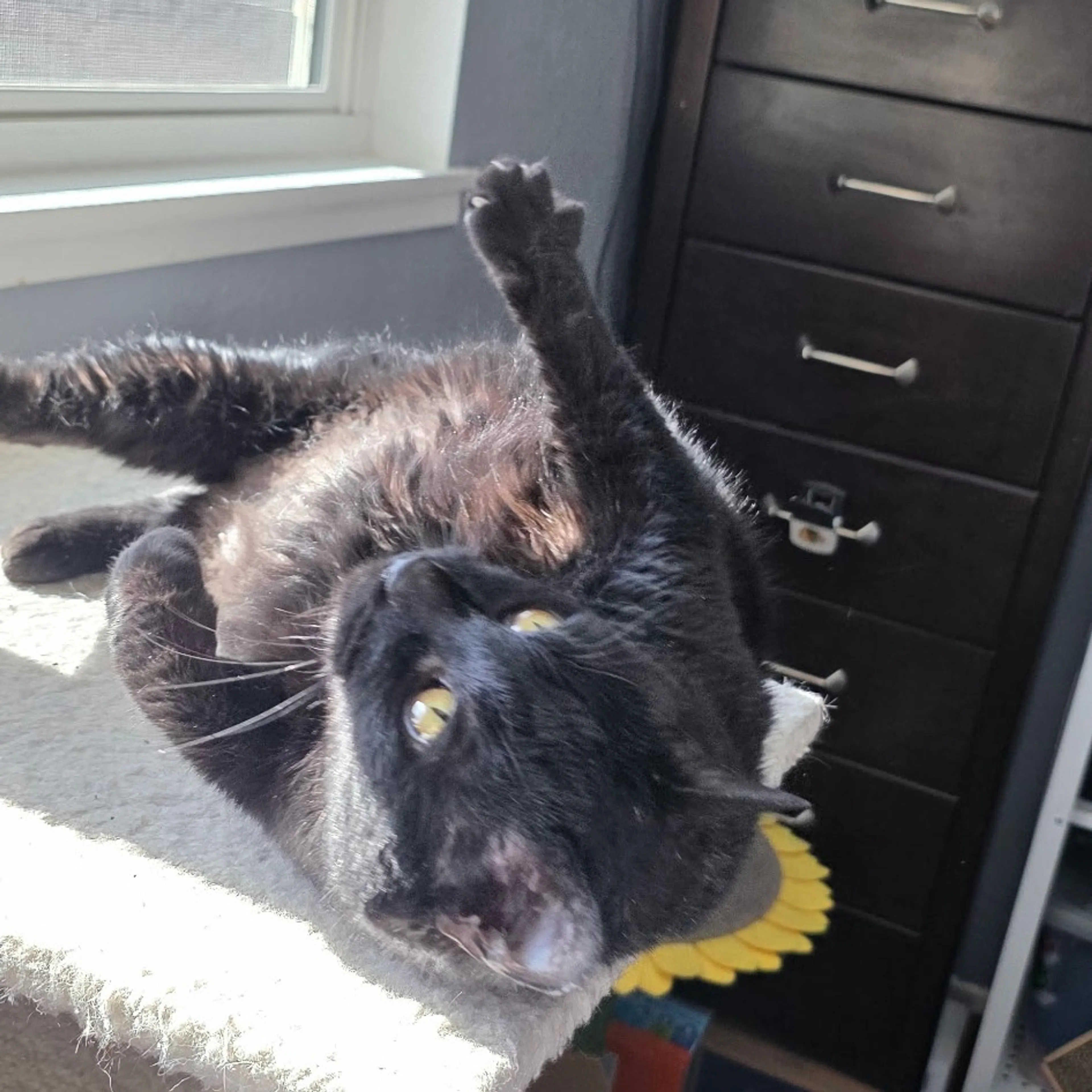 Found pet-4