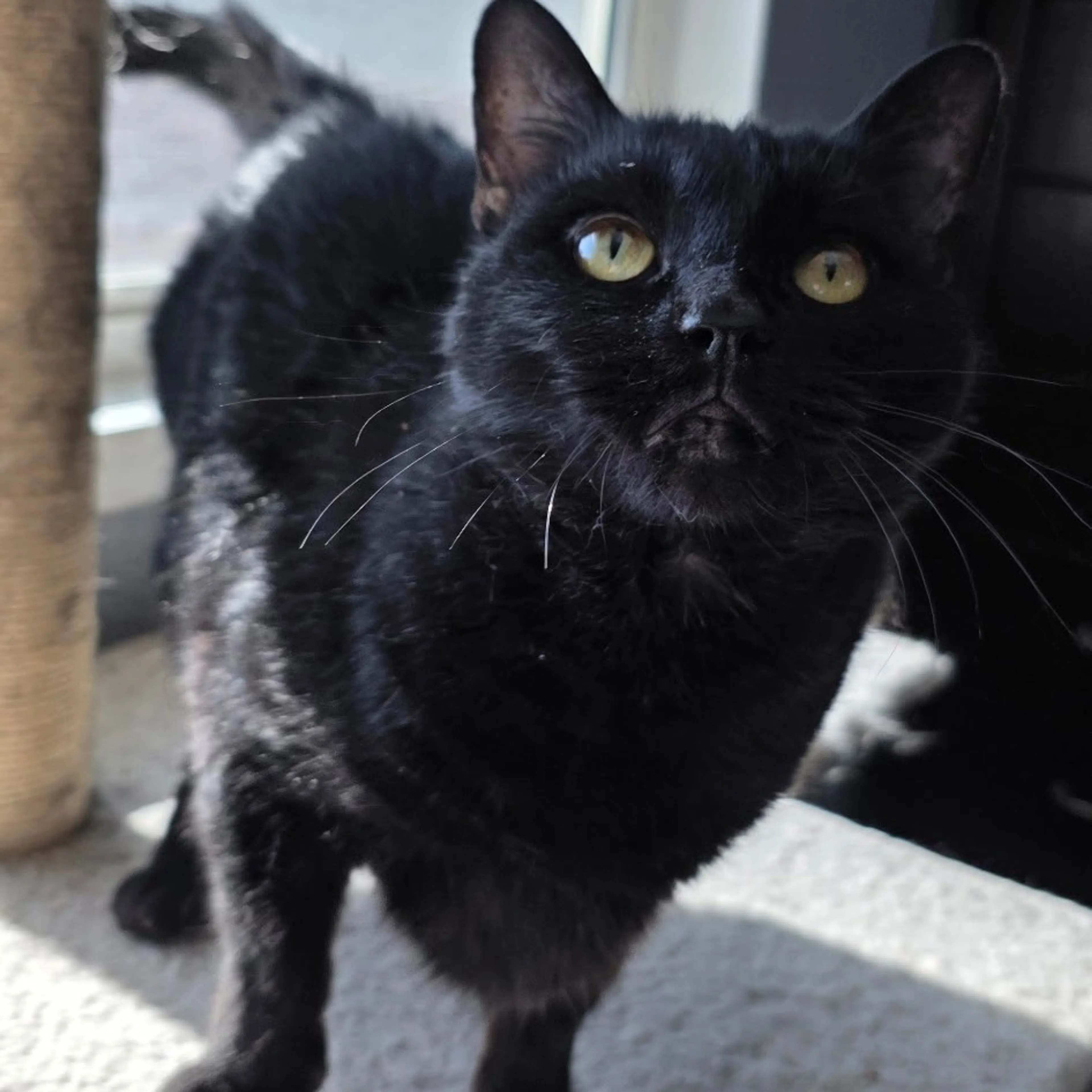 Found pet-5
