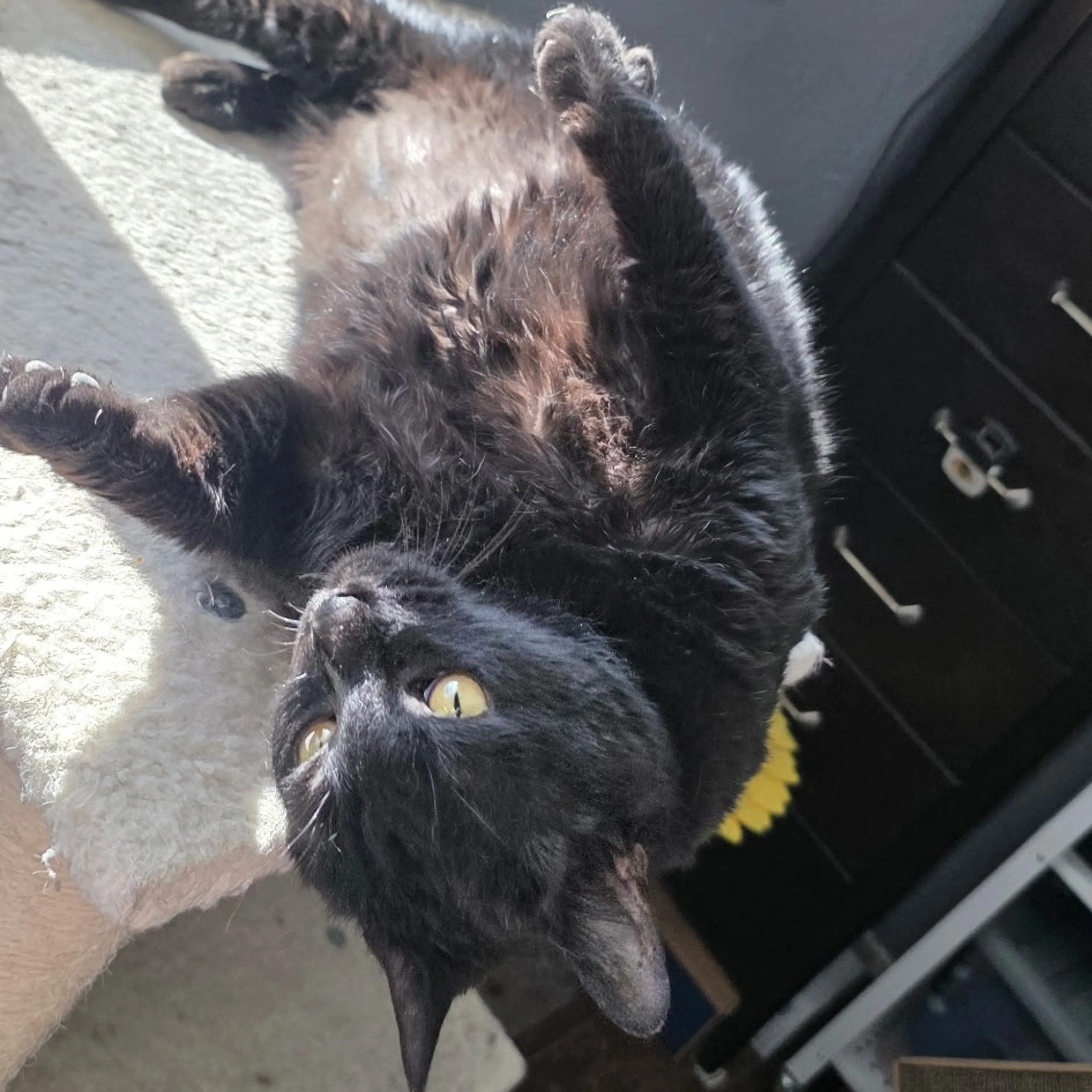 Found pet-6