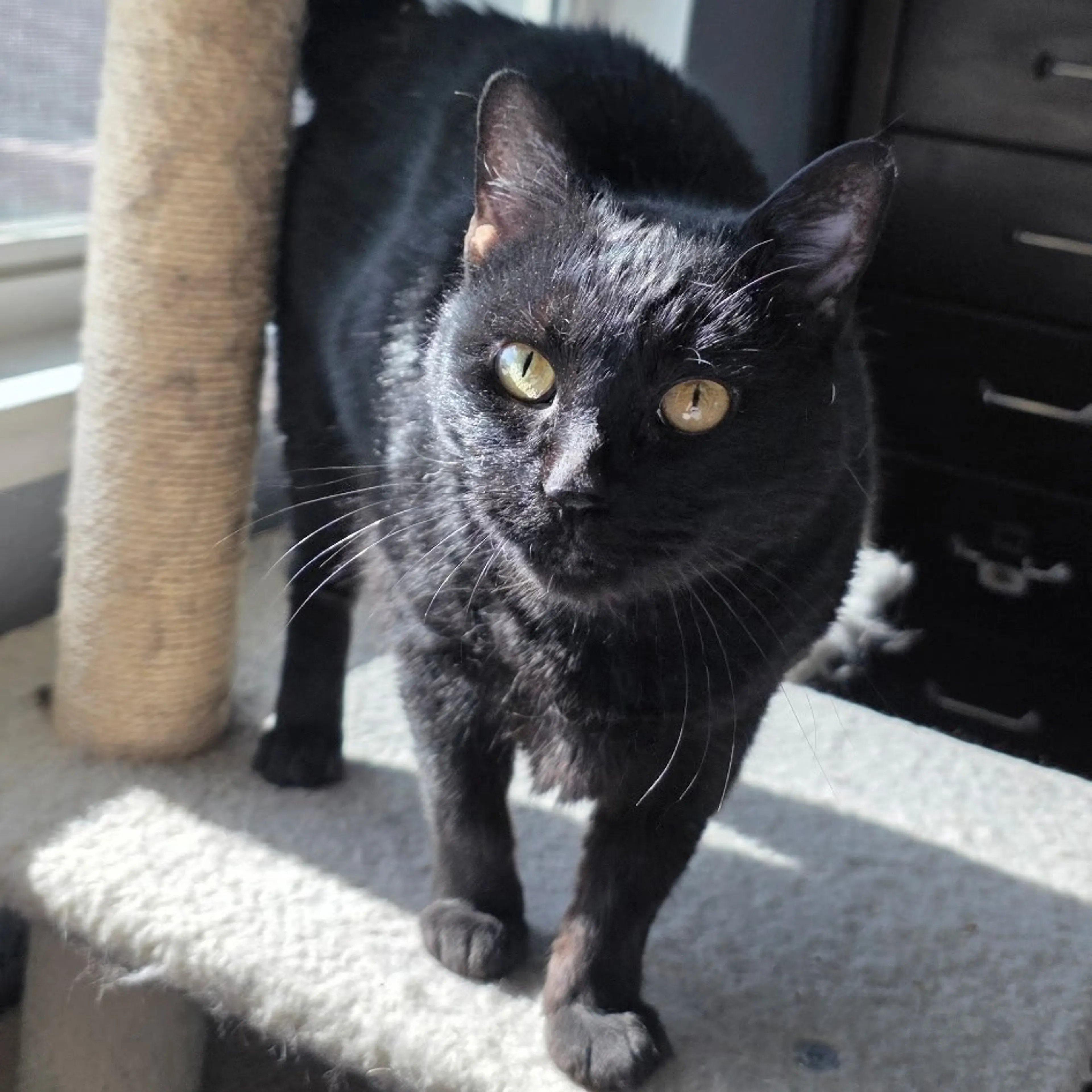 Found pet-0