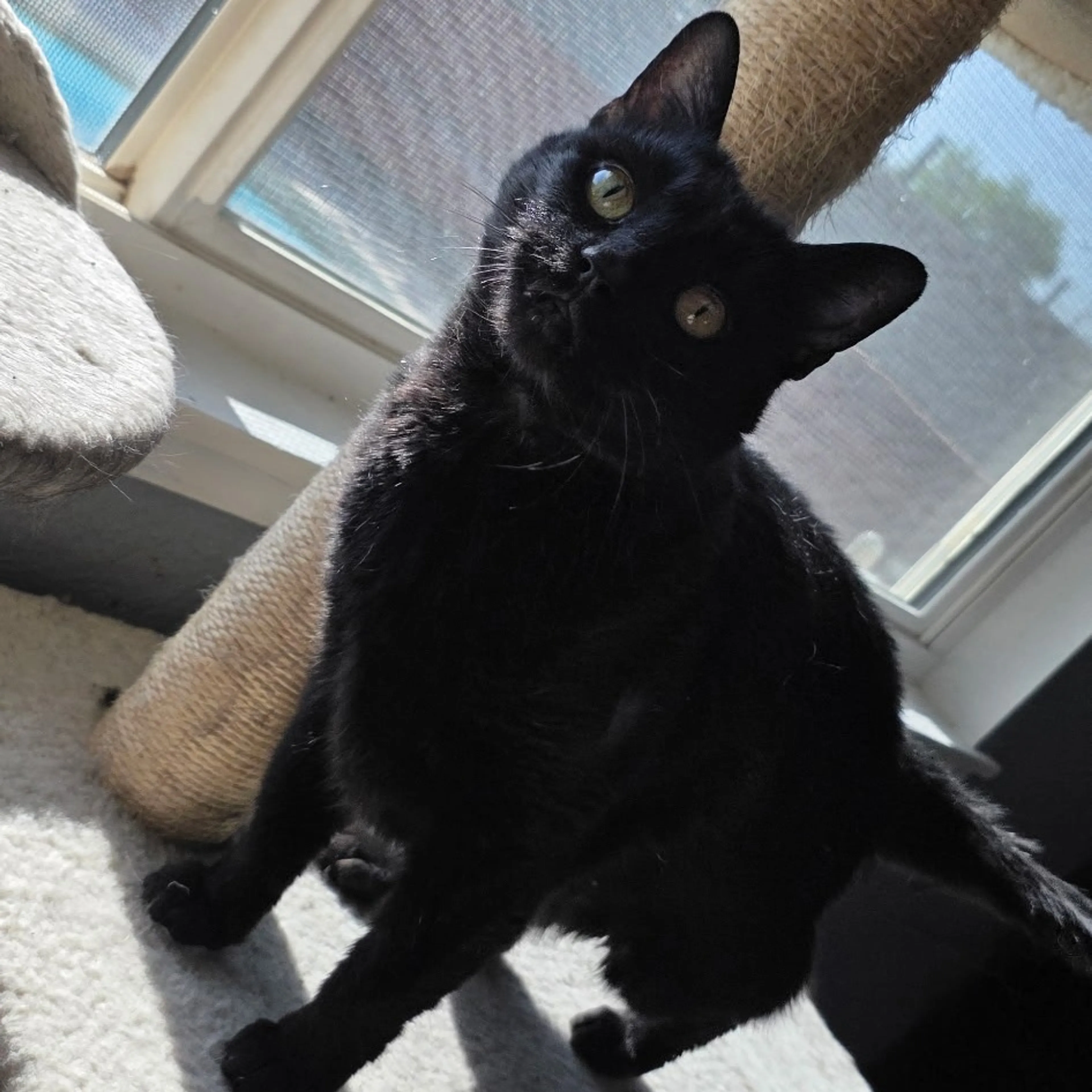Found pet-3