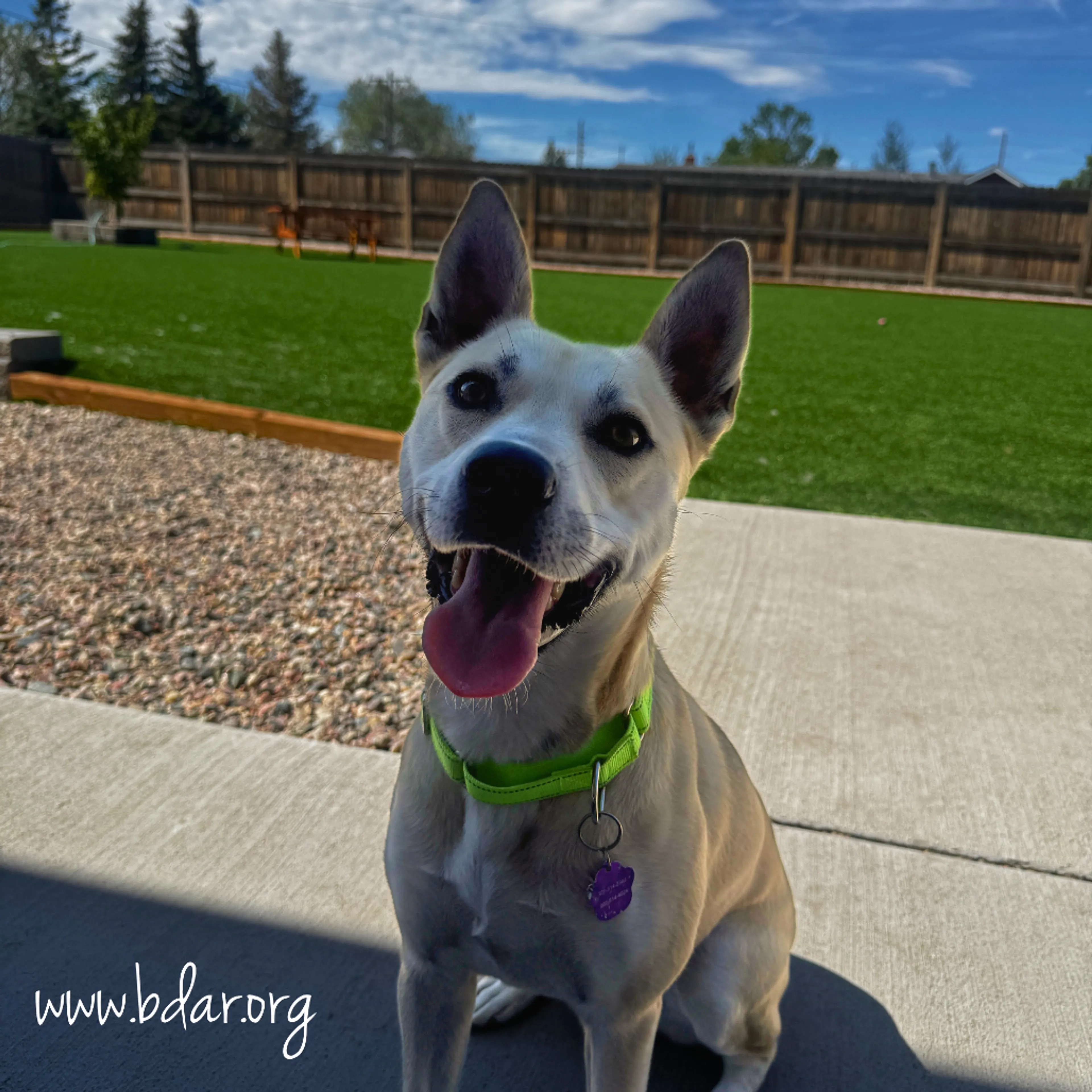 cdn image