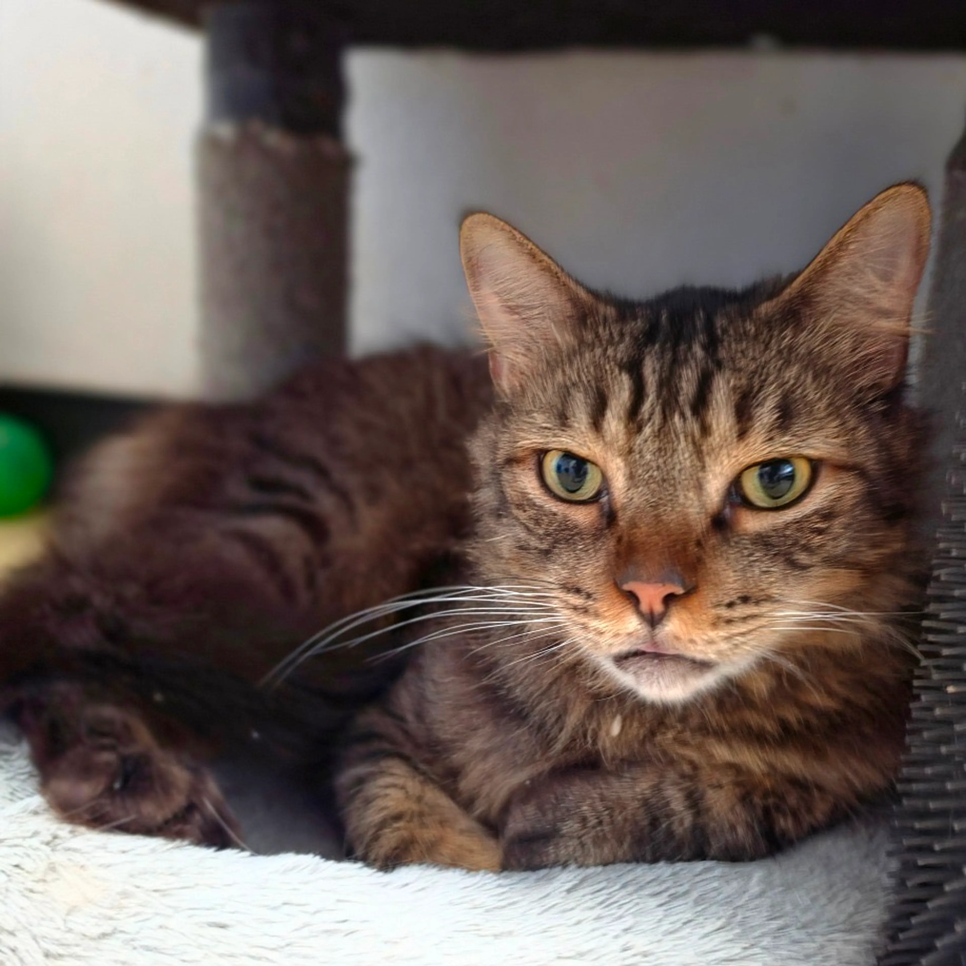 Found pet-9