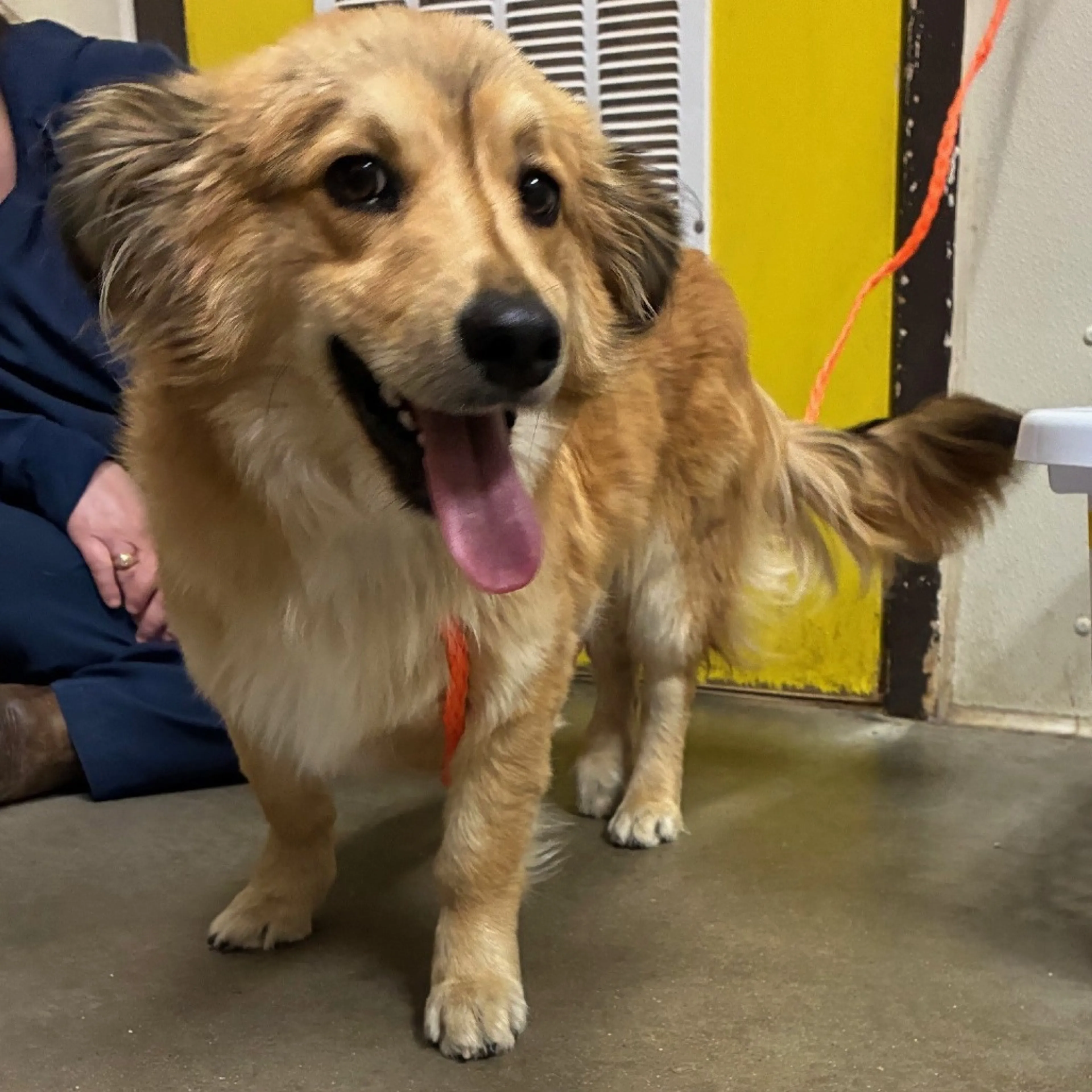 Found pet