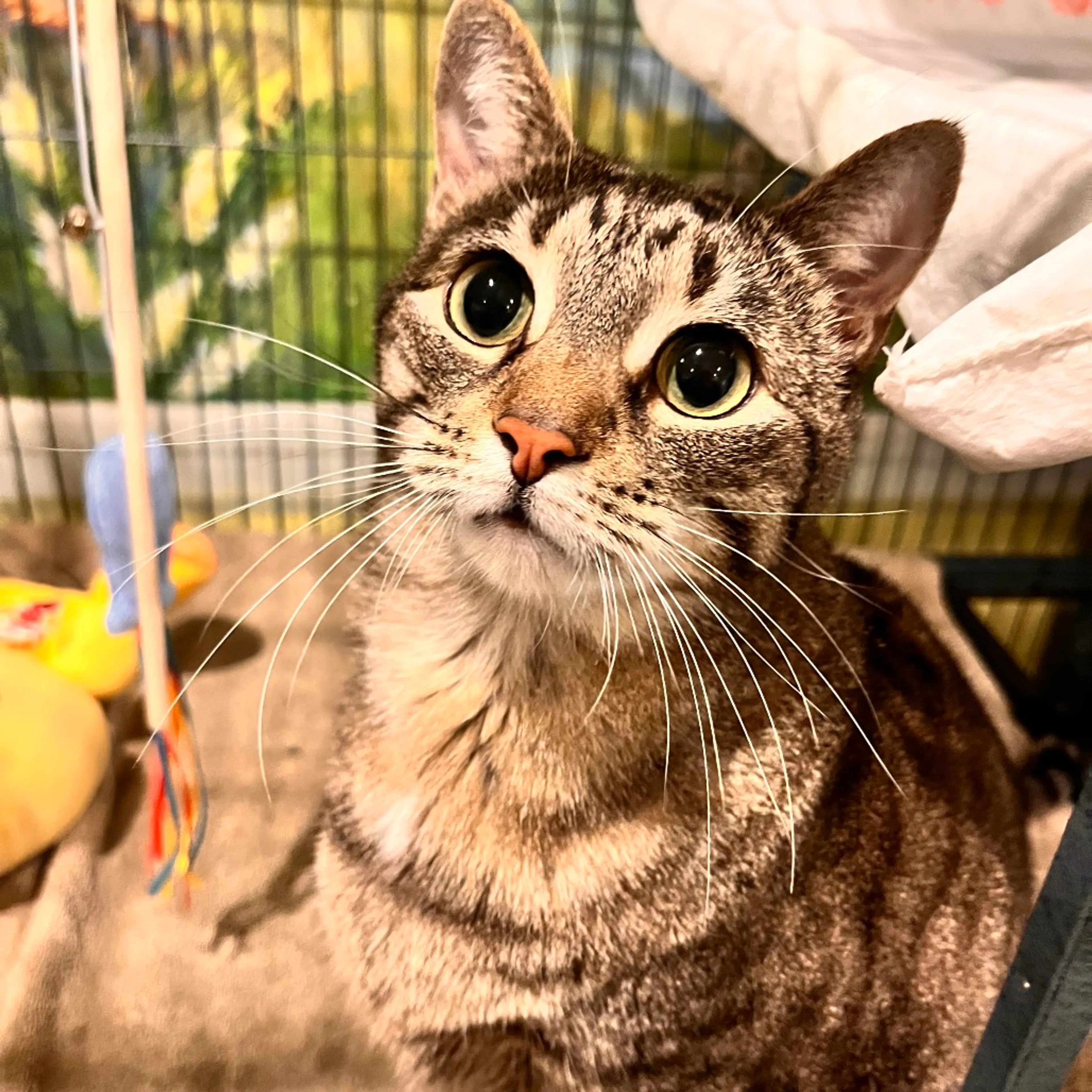 Found pet-0