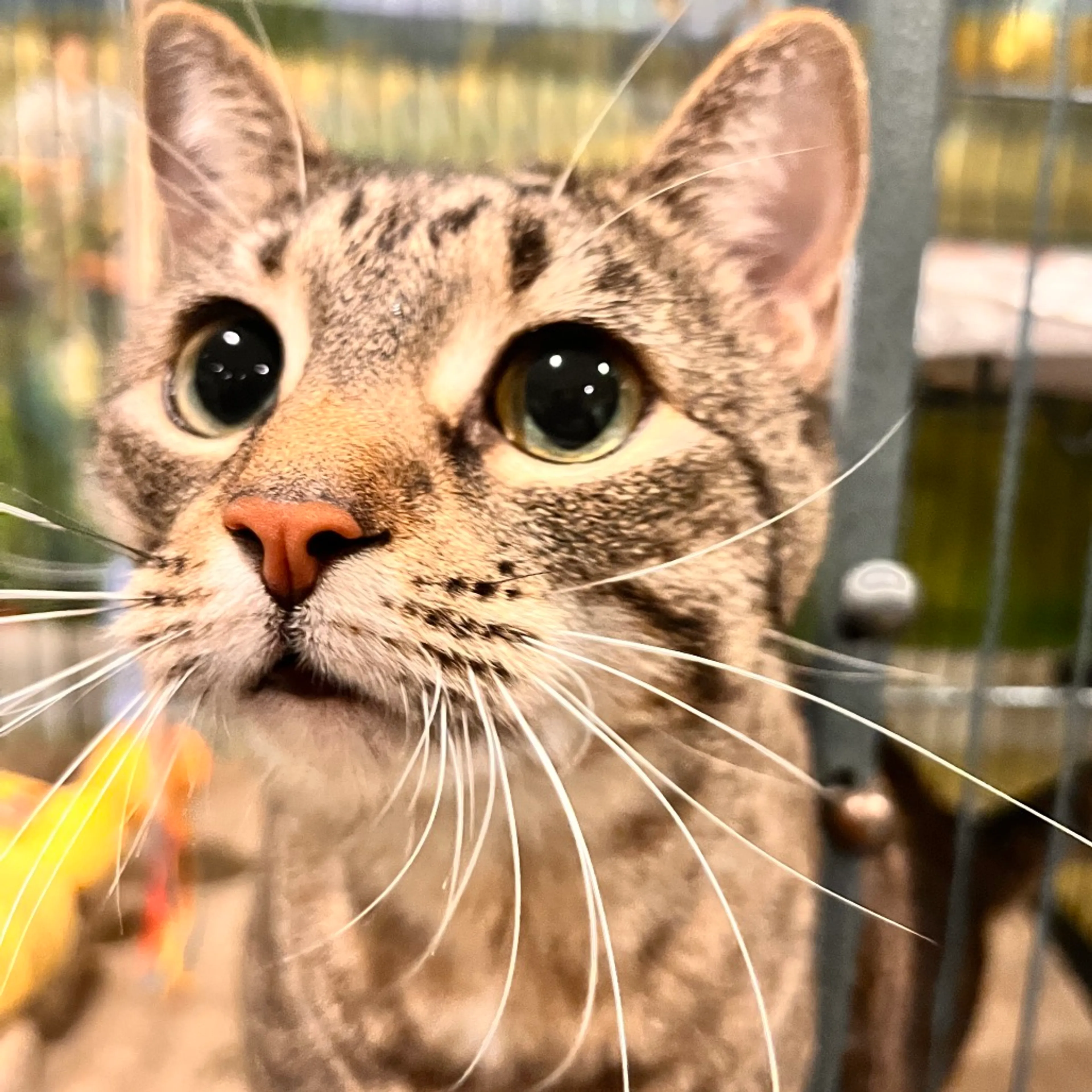 Found pet-3
