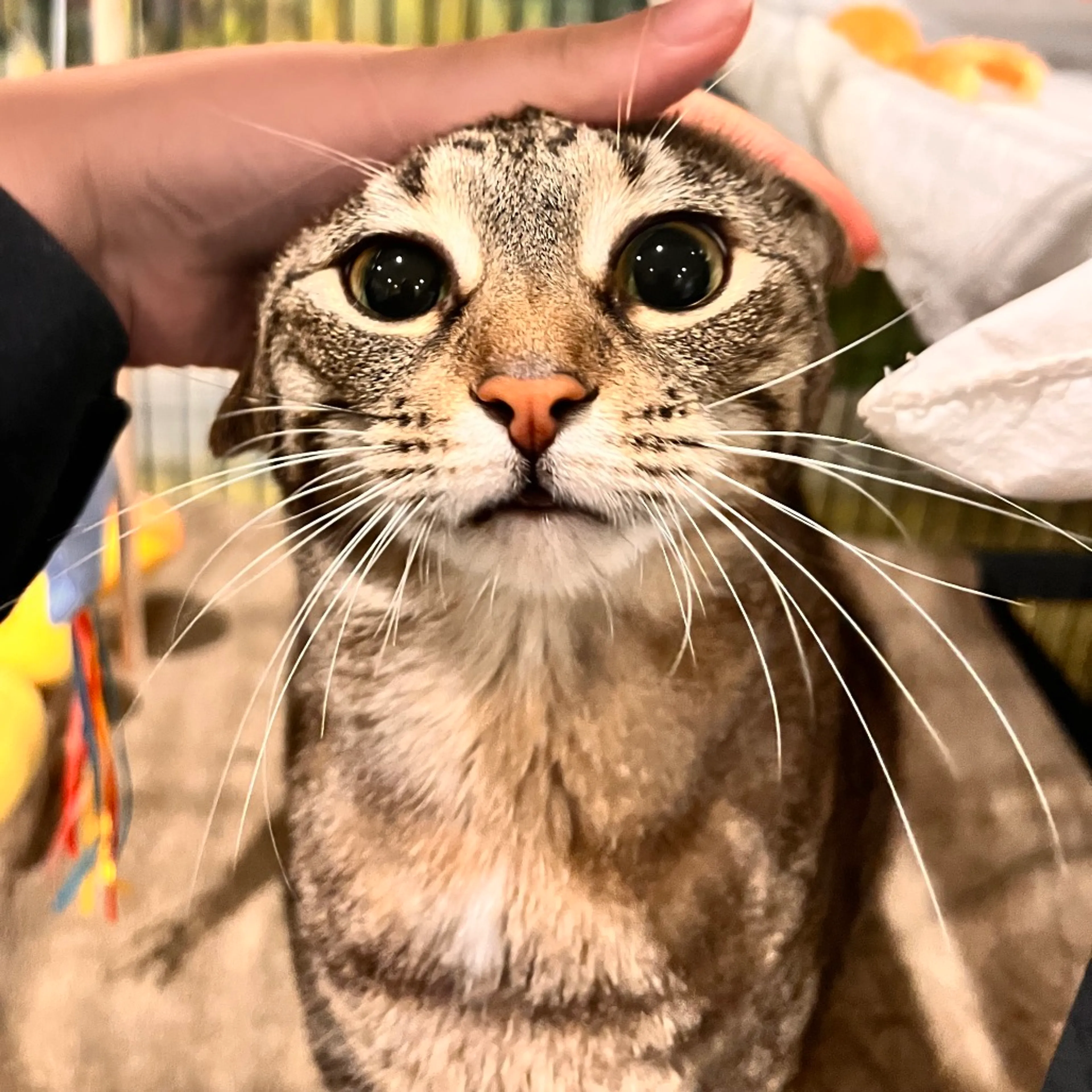 Found pet-2
