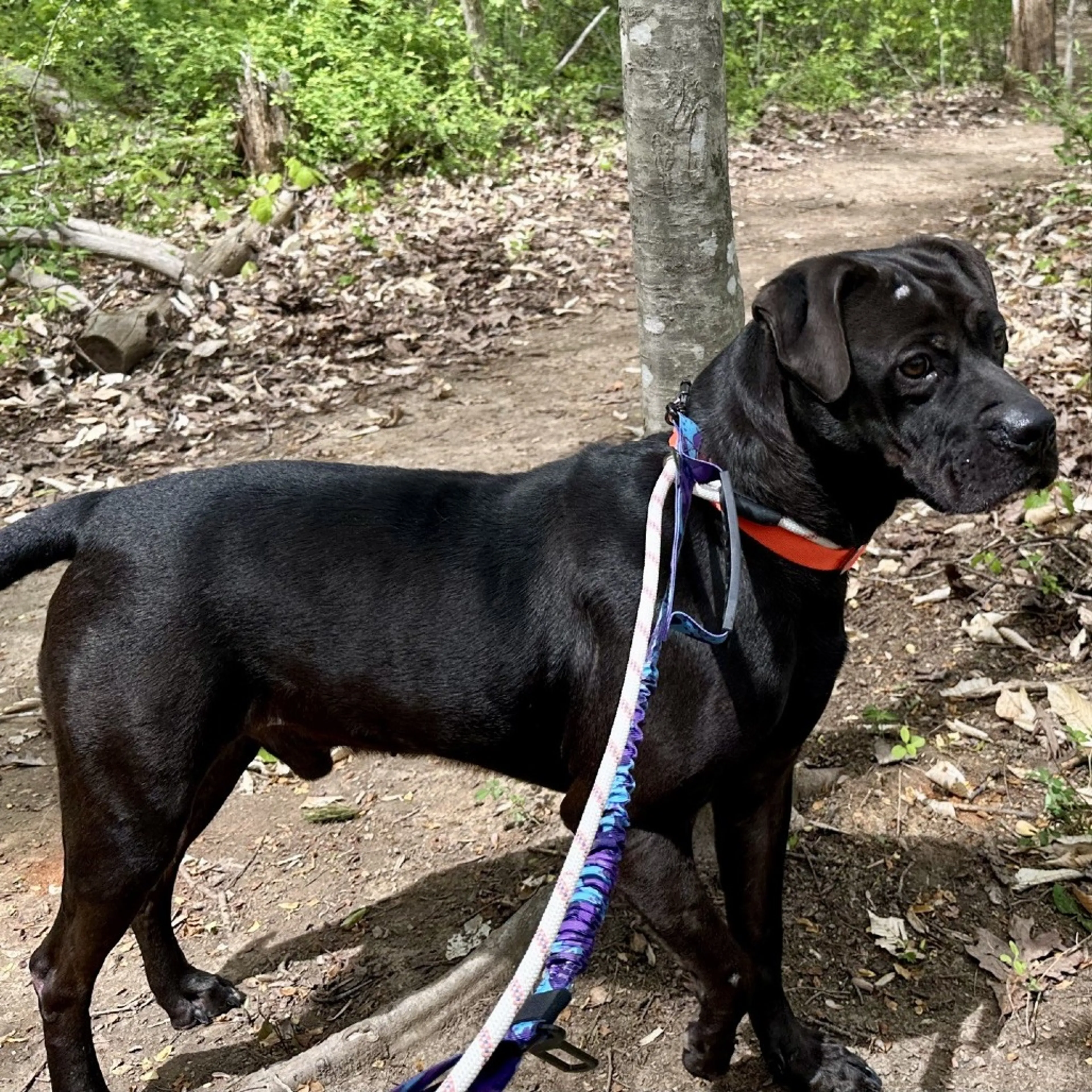 Found pet-20