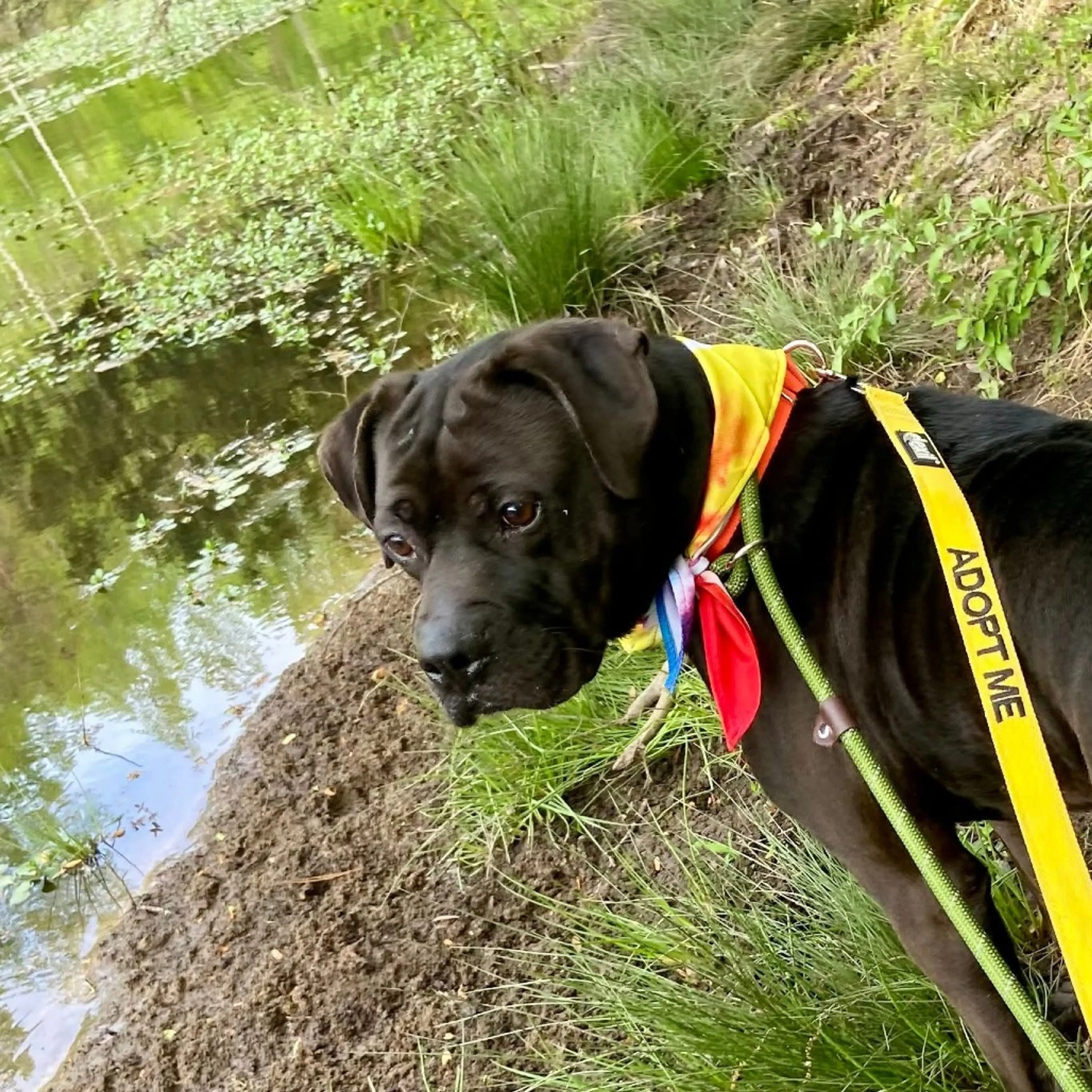 Found pet-17