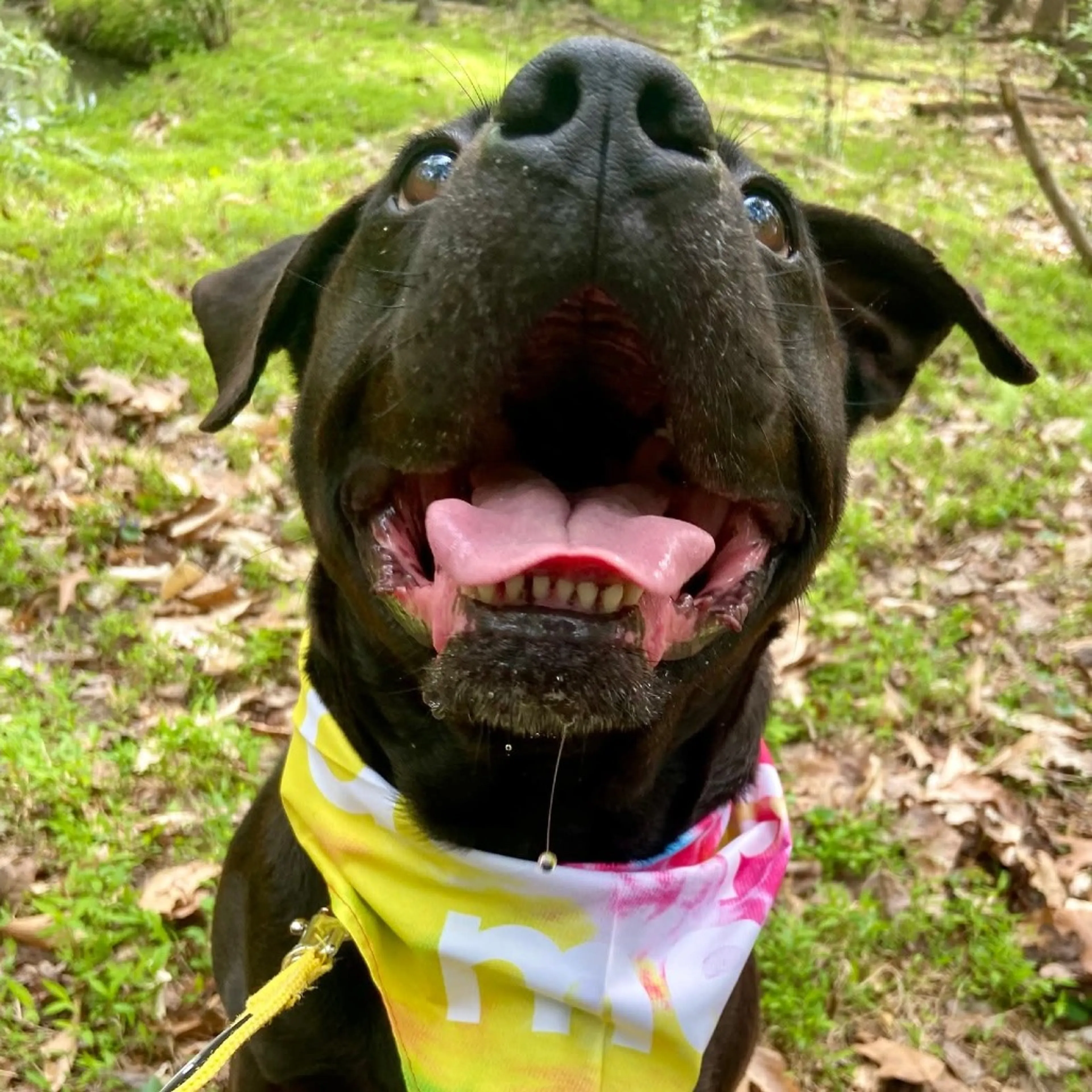 Found pet-18