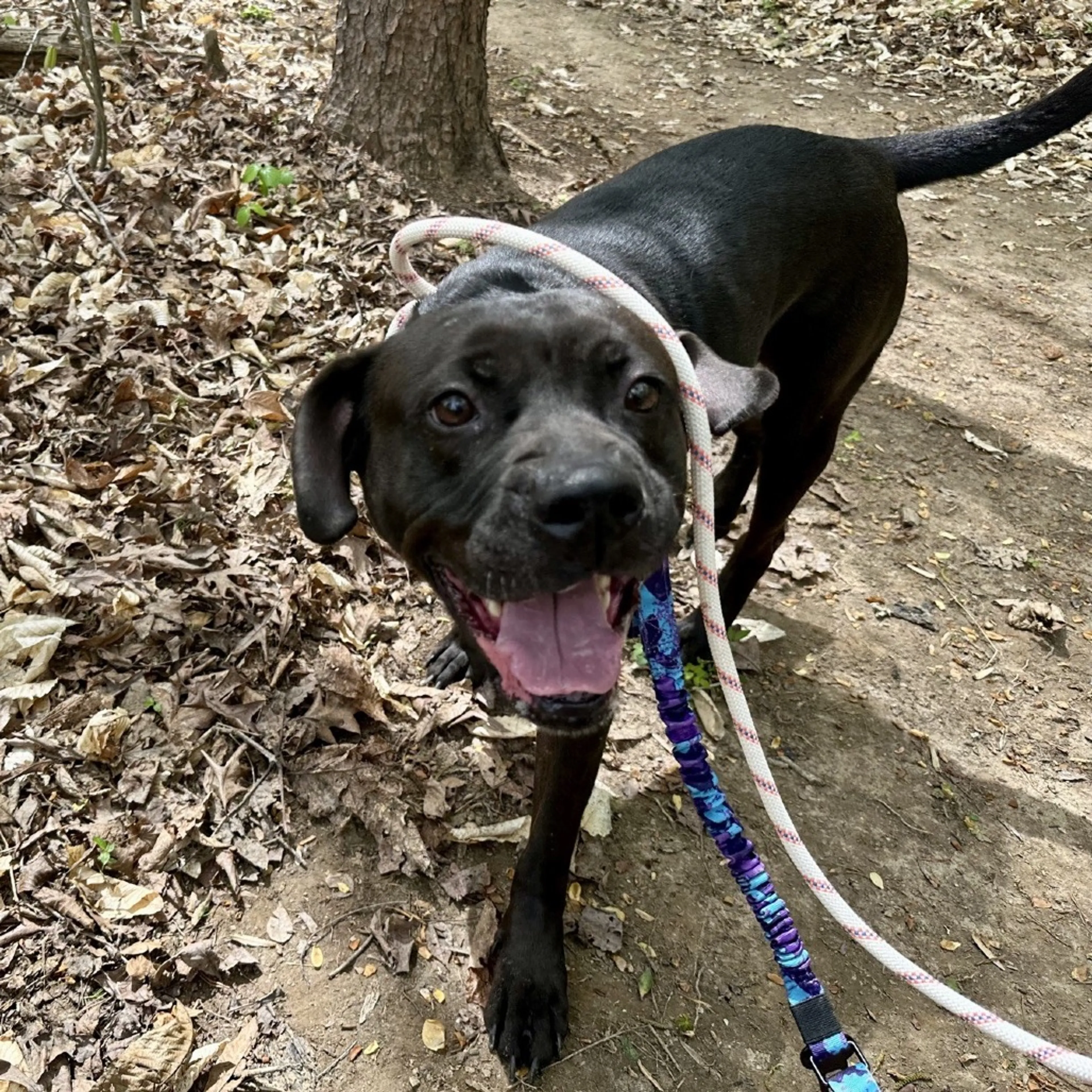Found pet-21