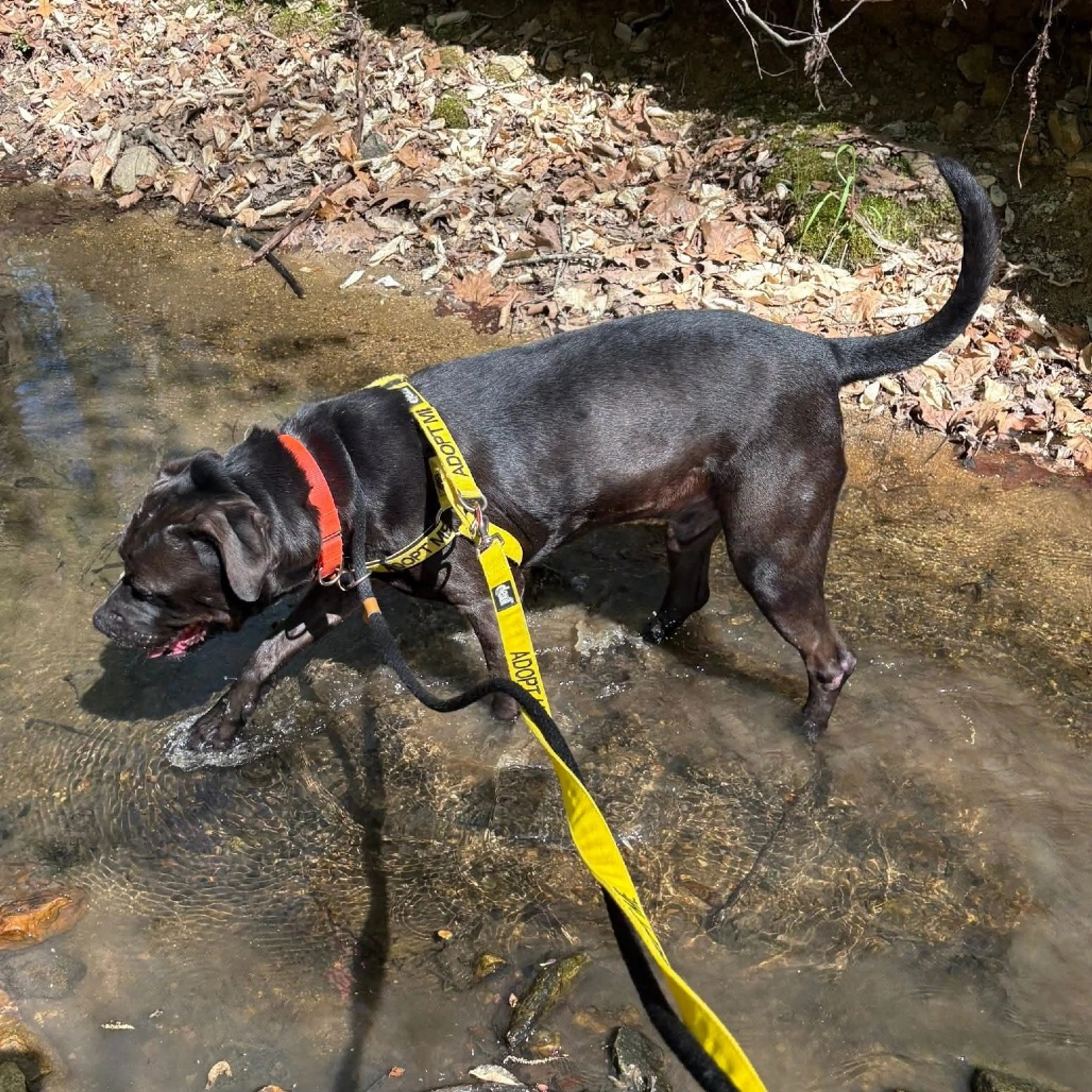 Found pet-8