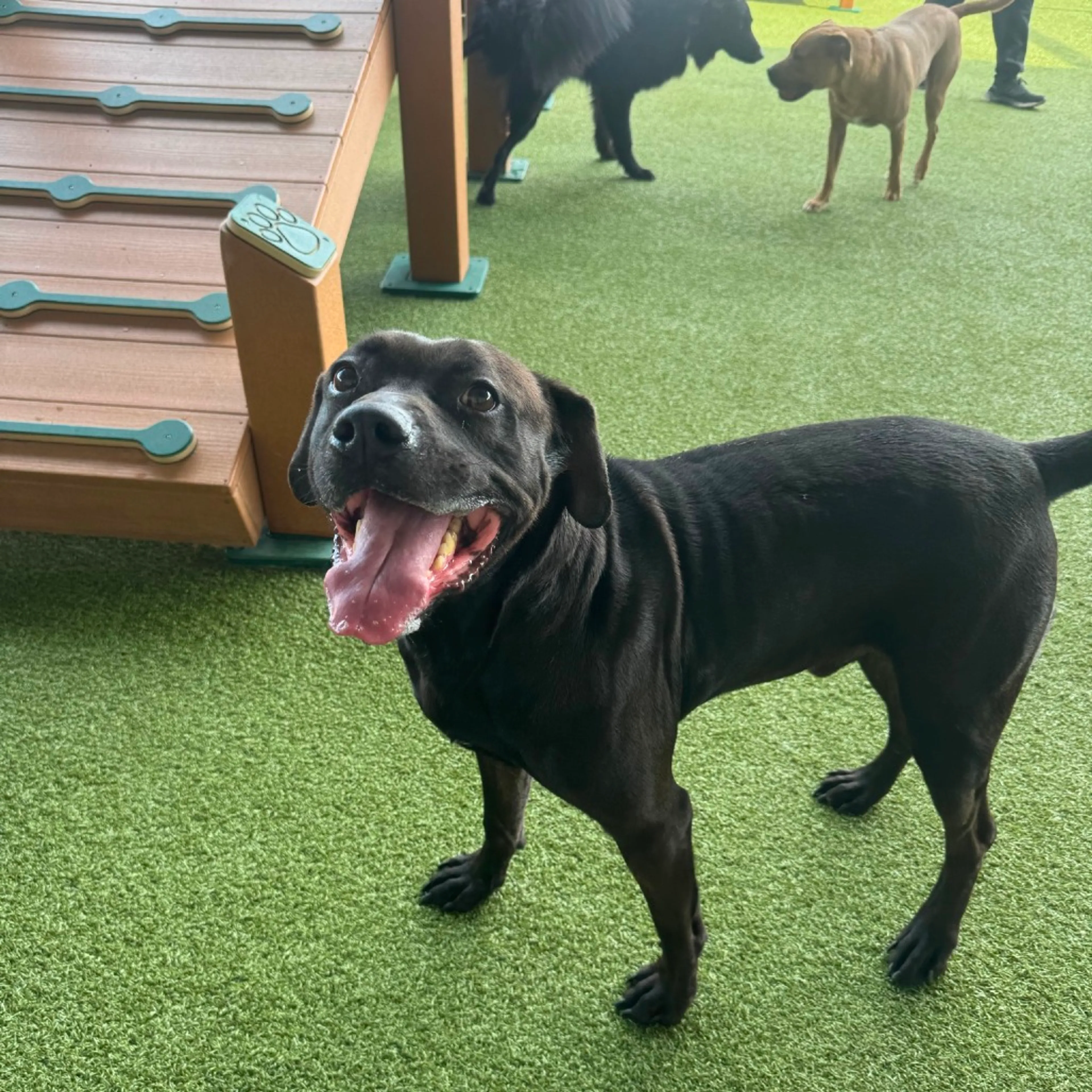 Found pet-26