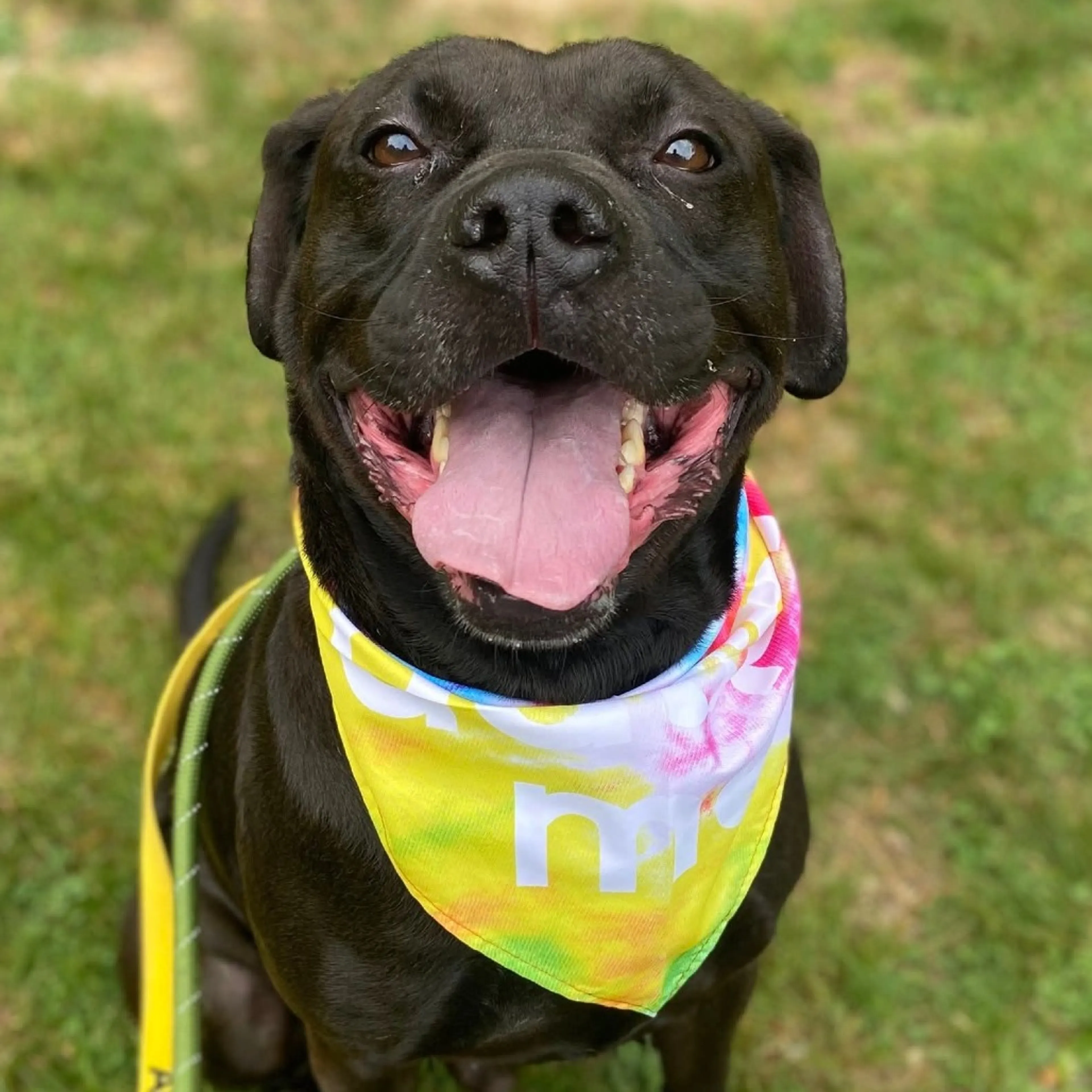Found pet-19