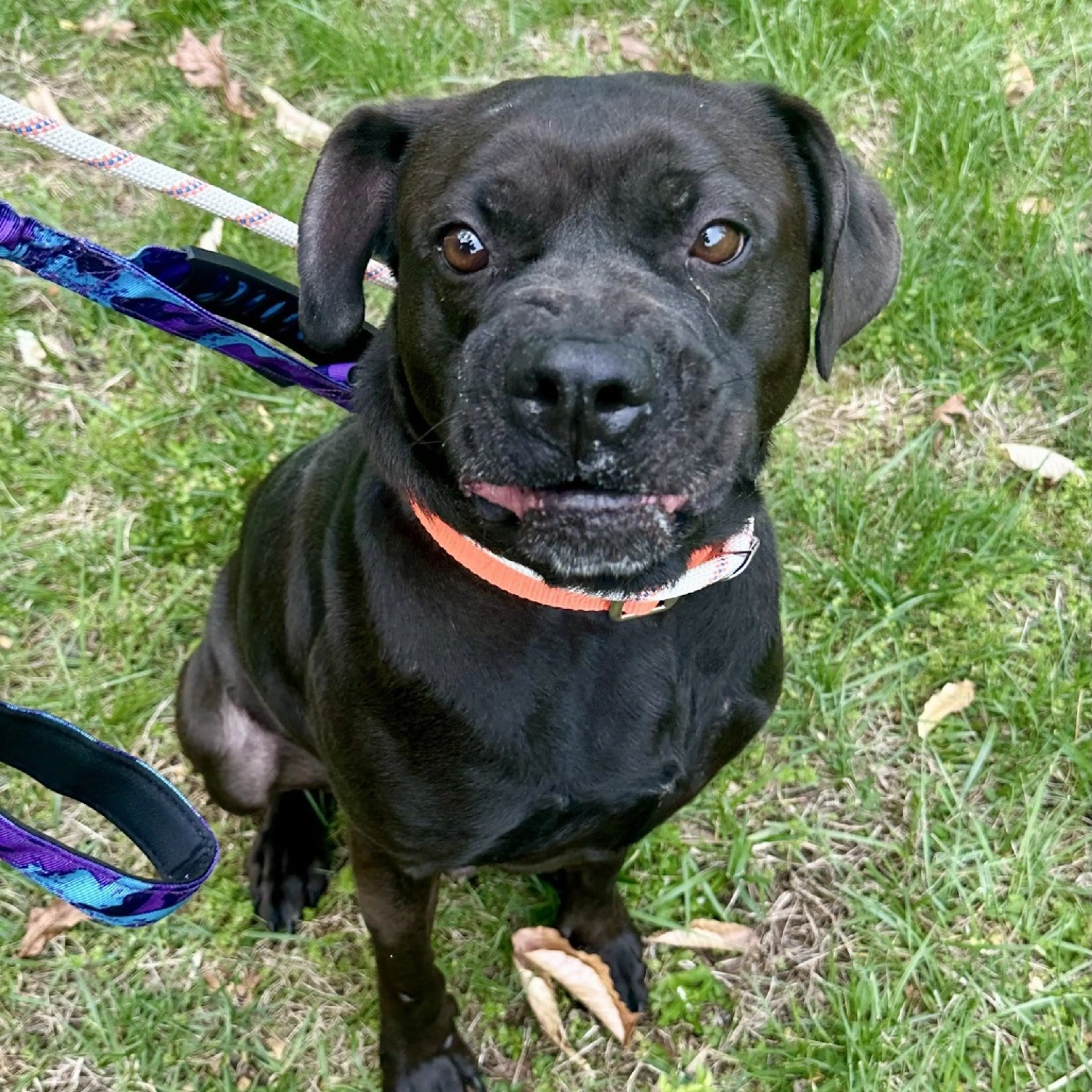 Found pet-24