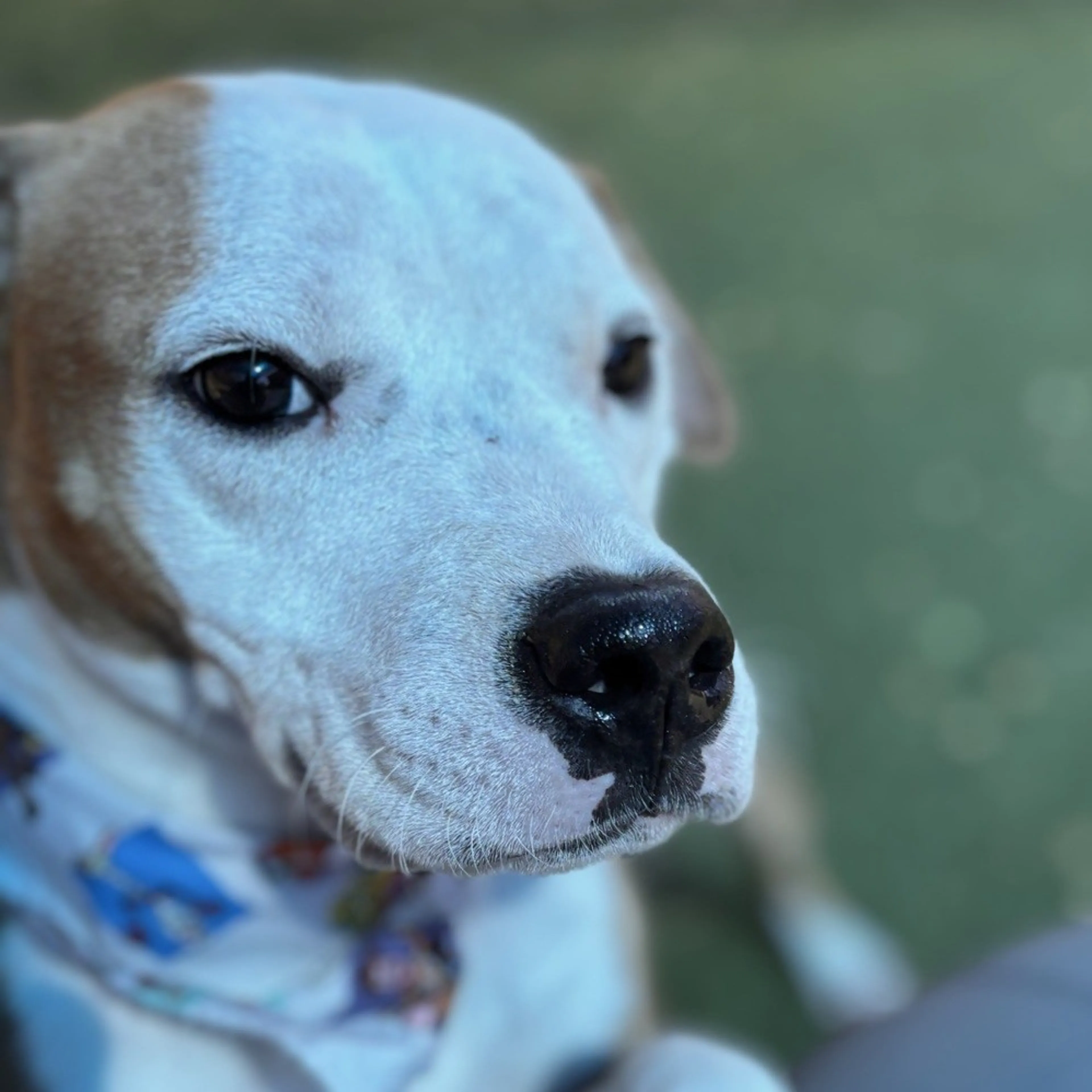 Found pet-9