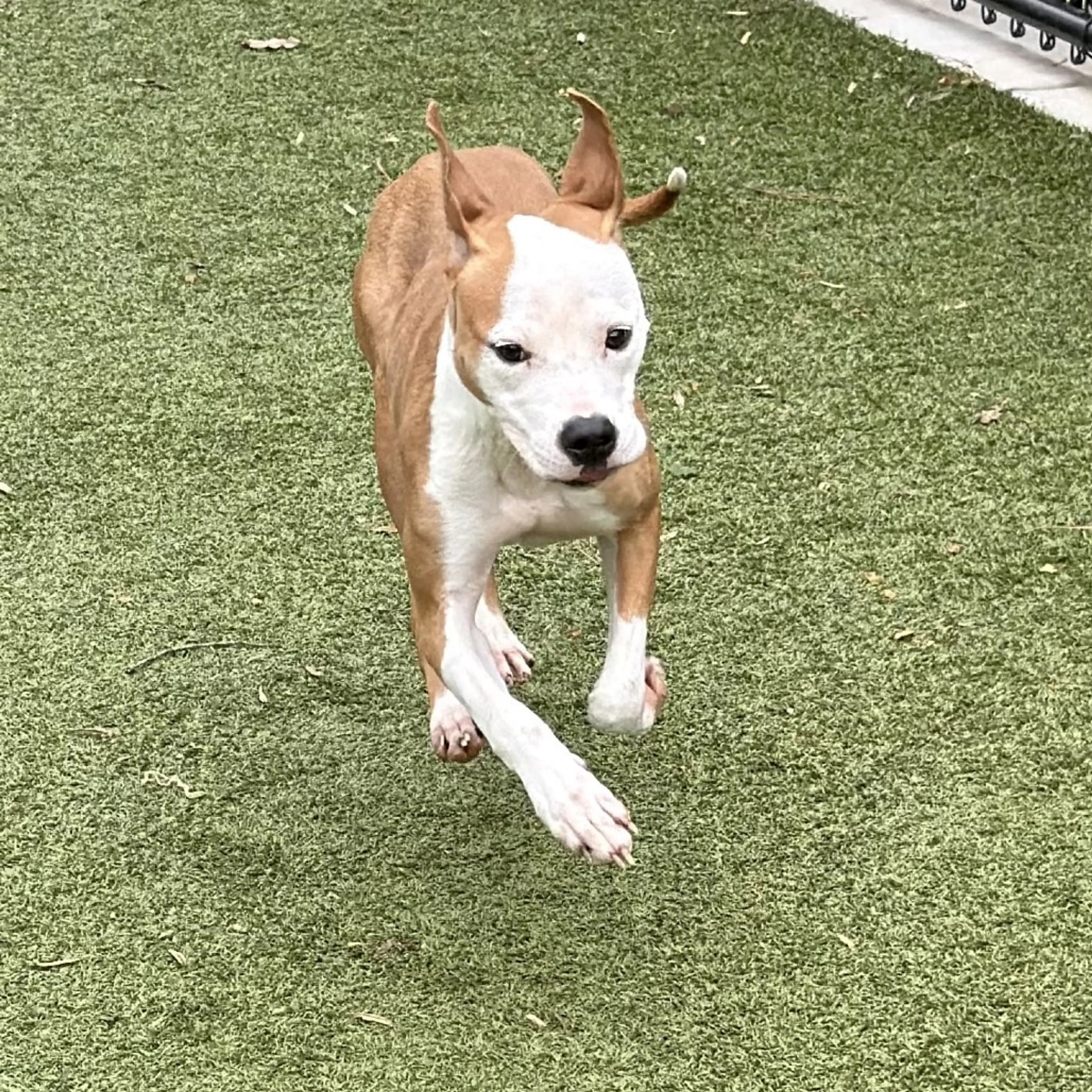 Found pet-2