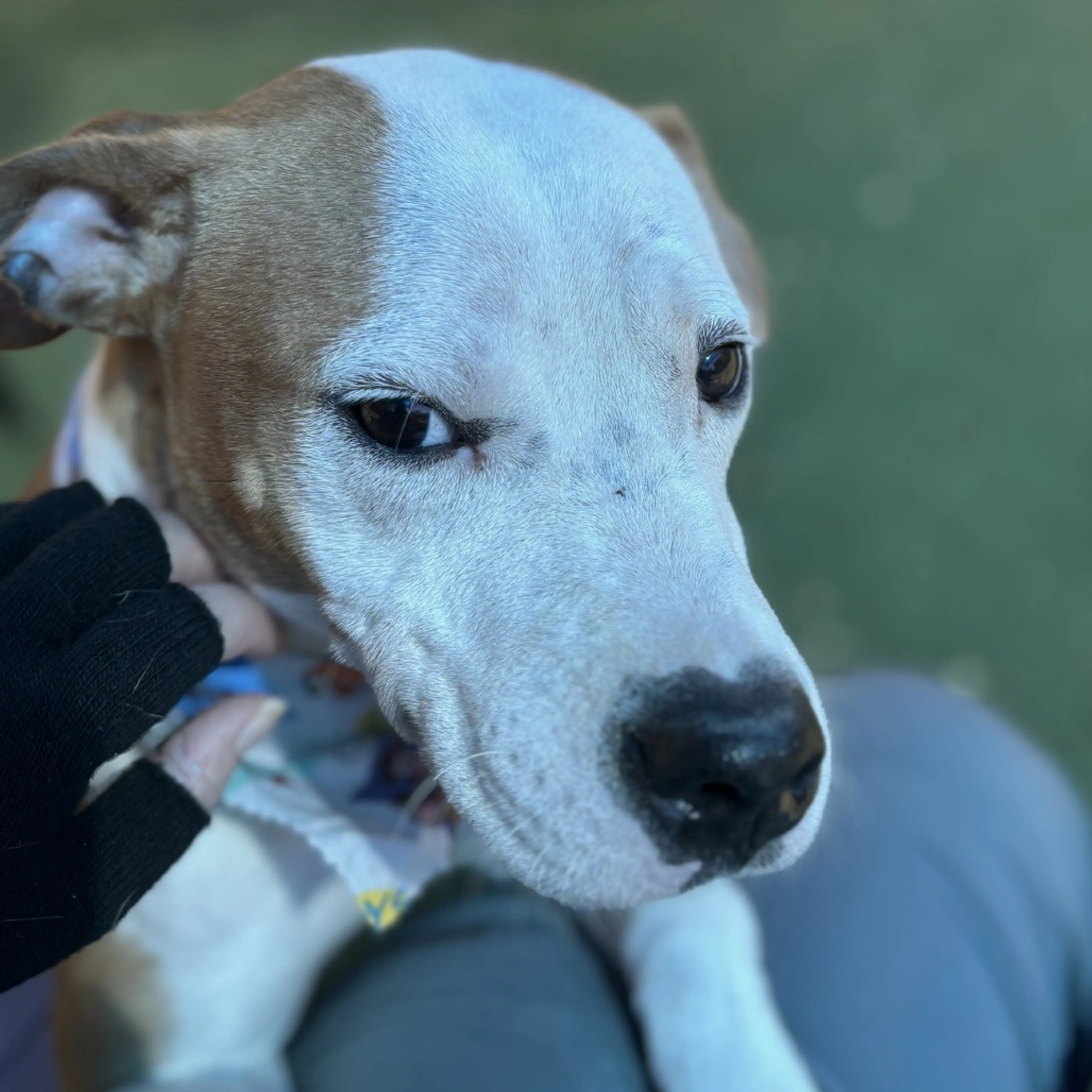 Found pet-4