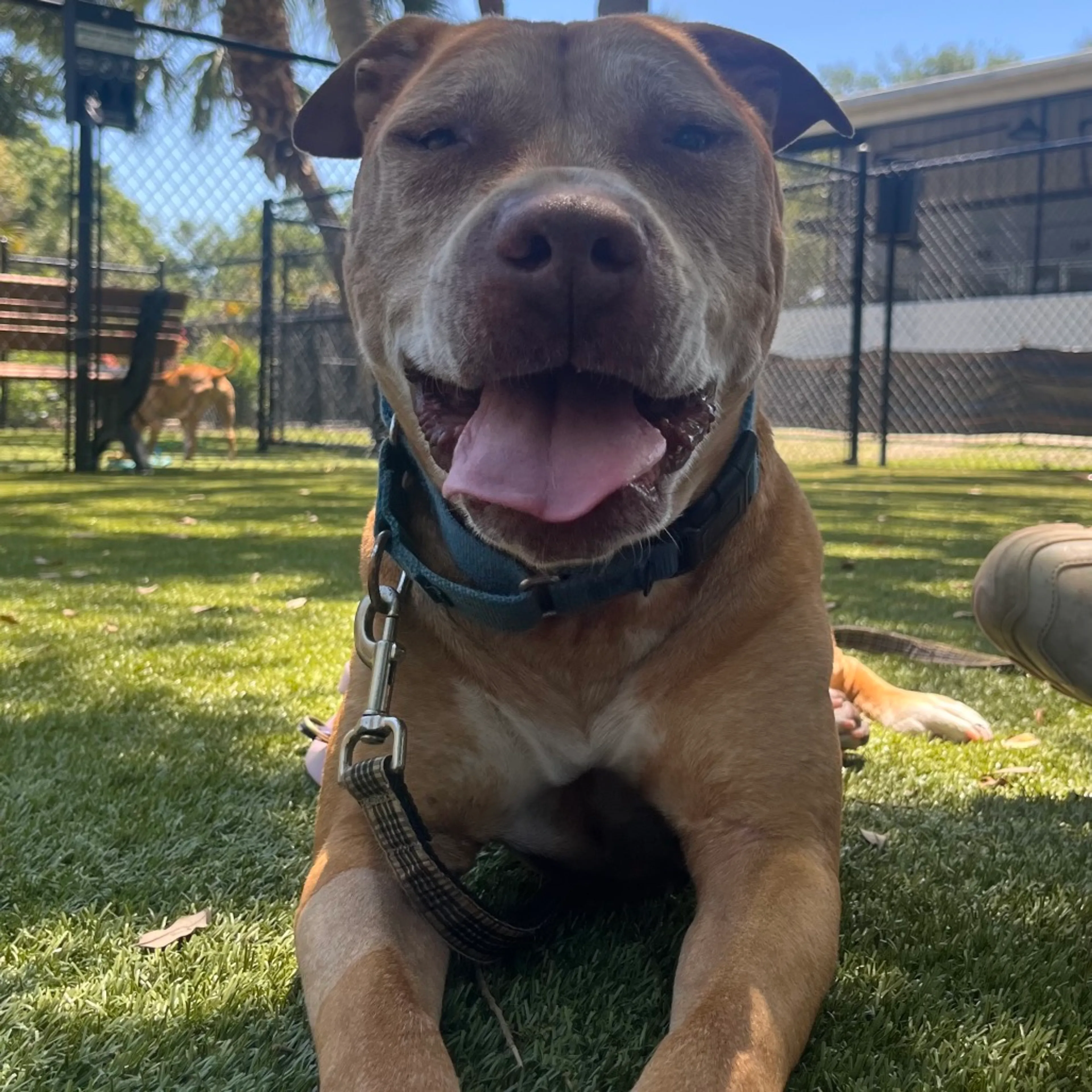 Found pet-17
