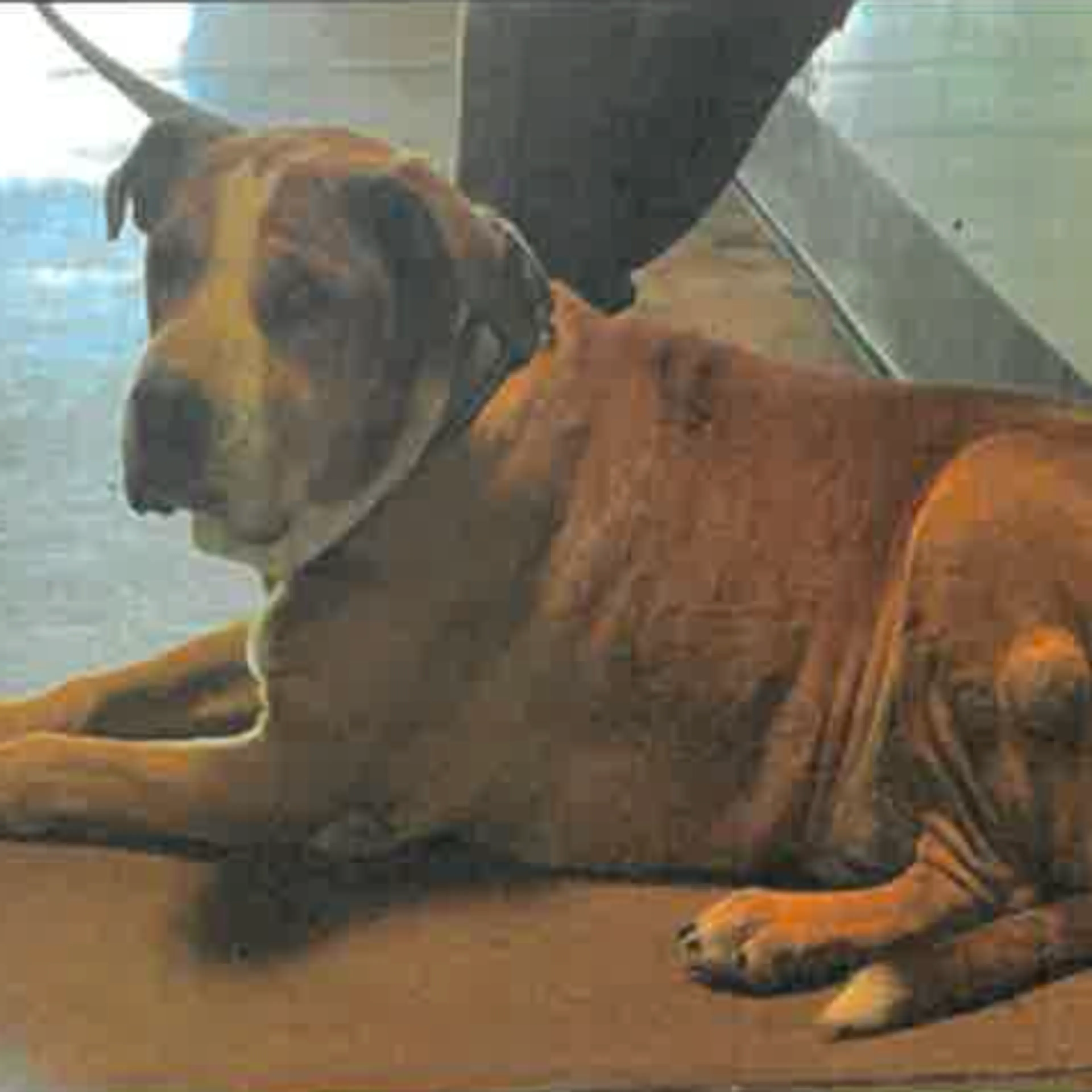 Found pet