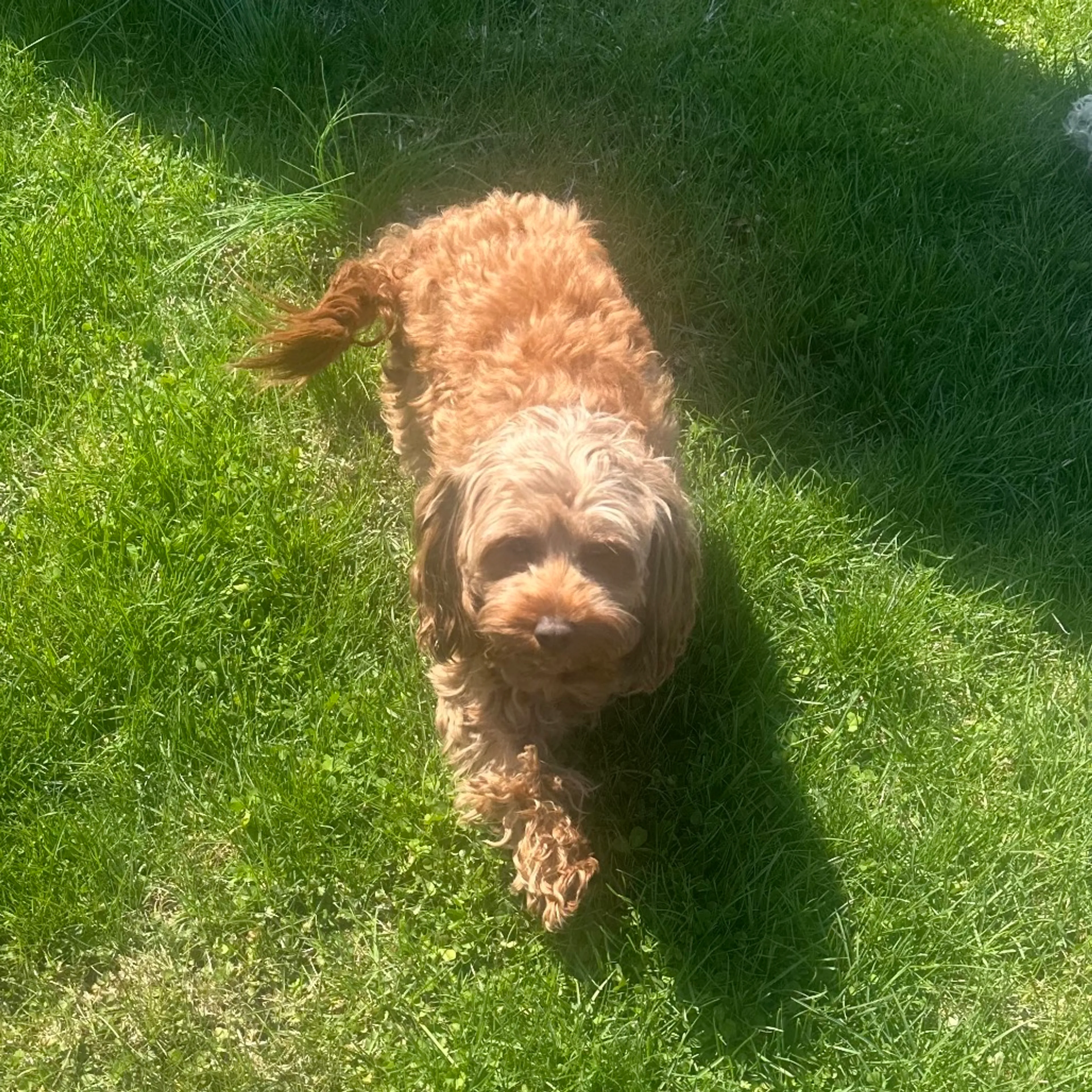 Found pet-3