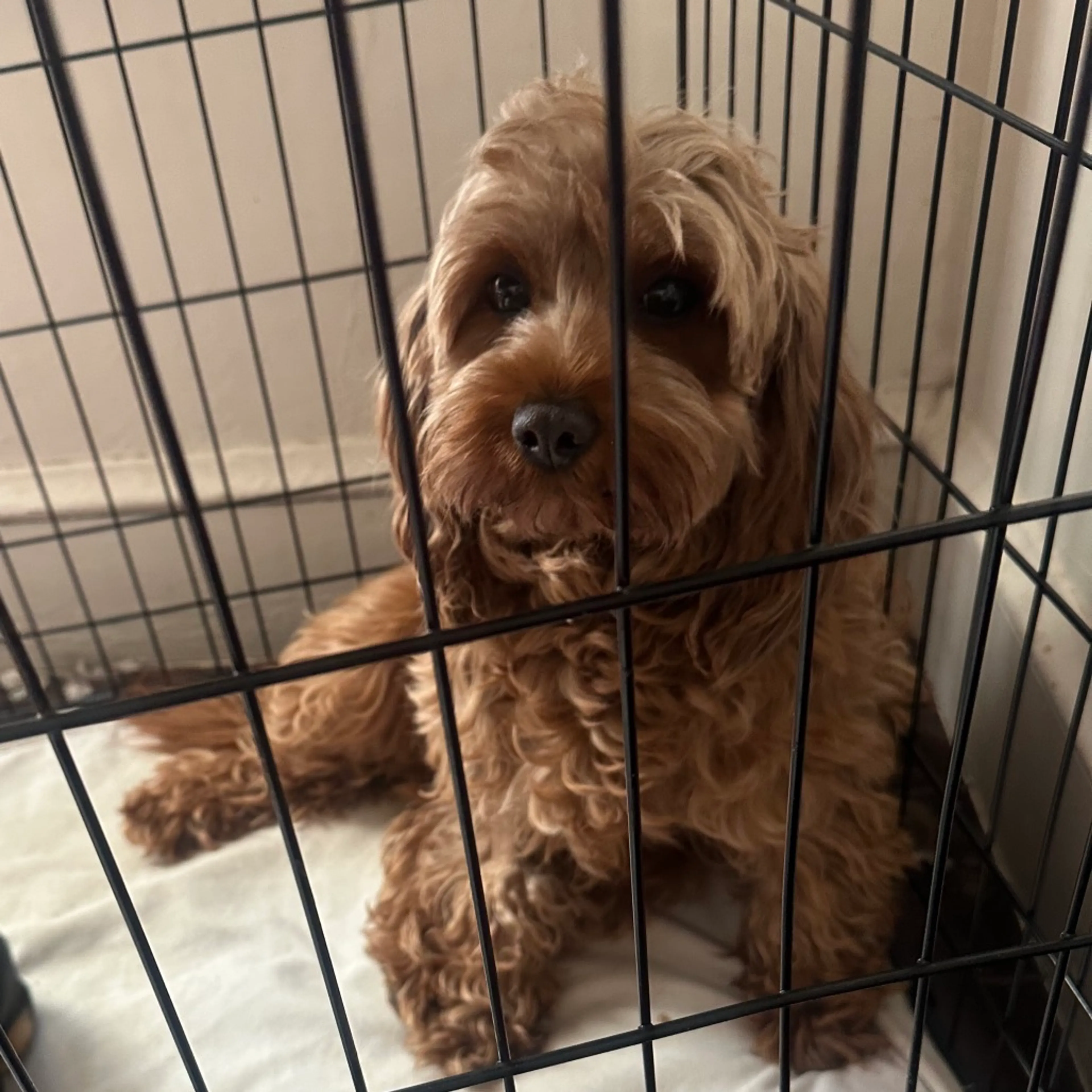 Found pet-2