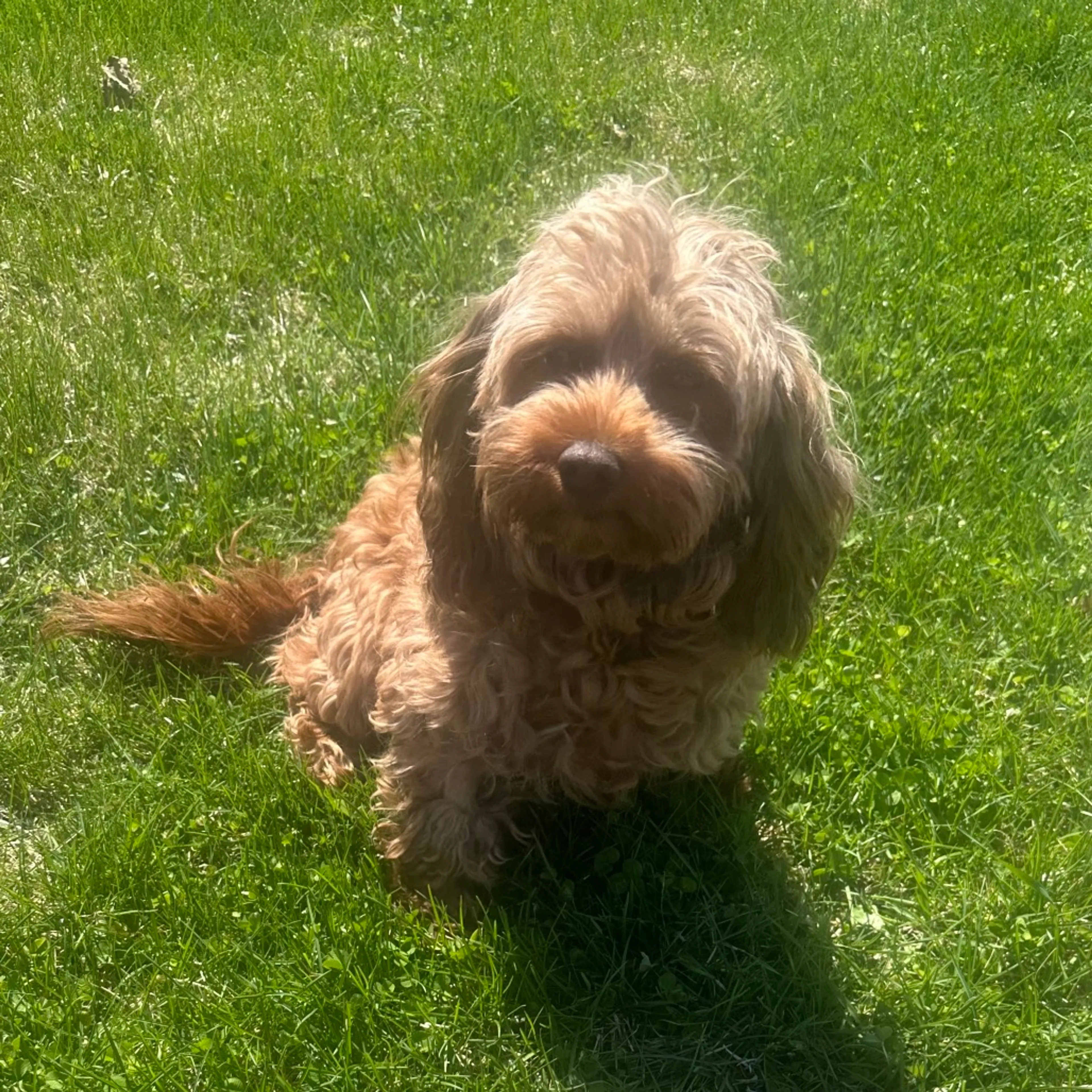 Found pet-4