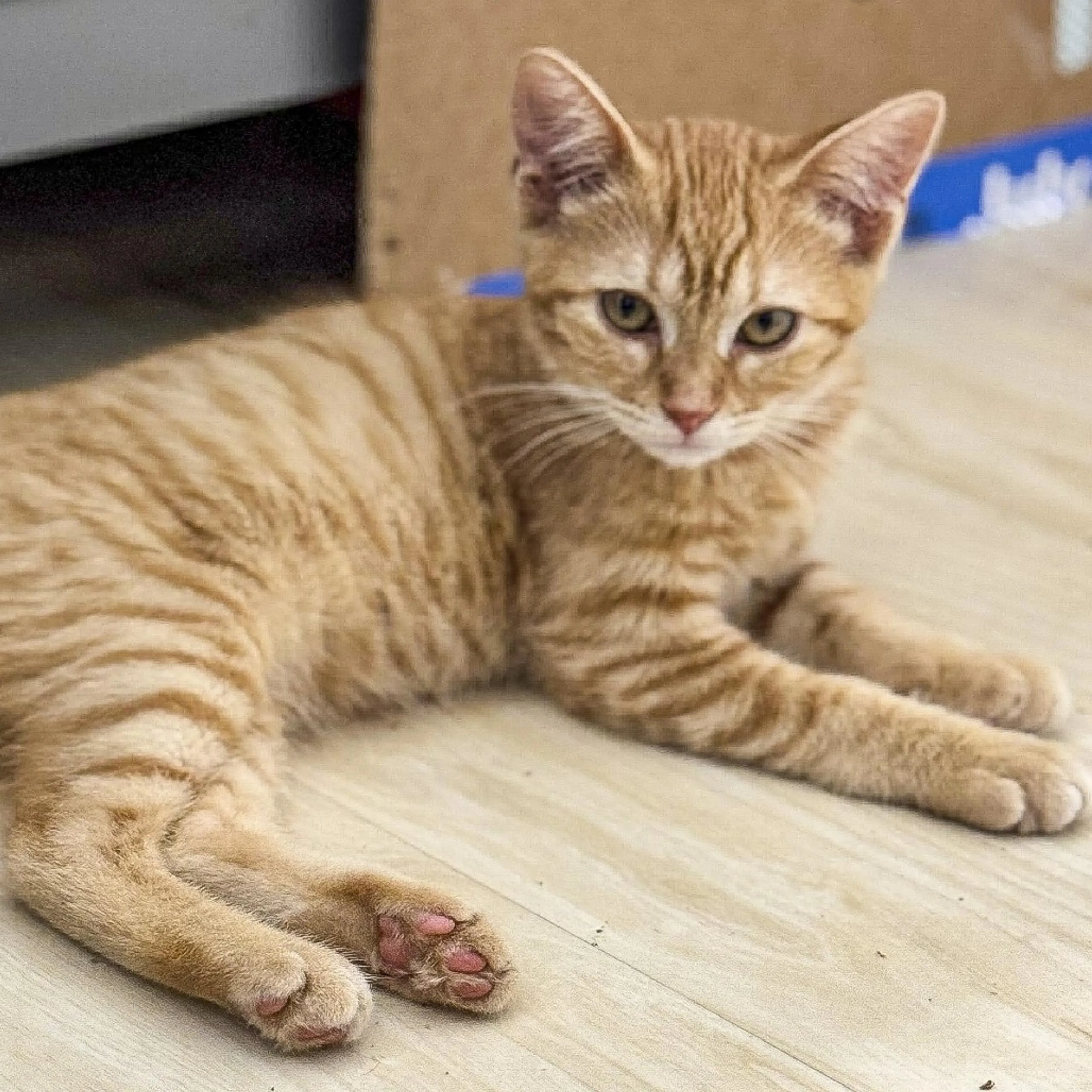 Found pet-1