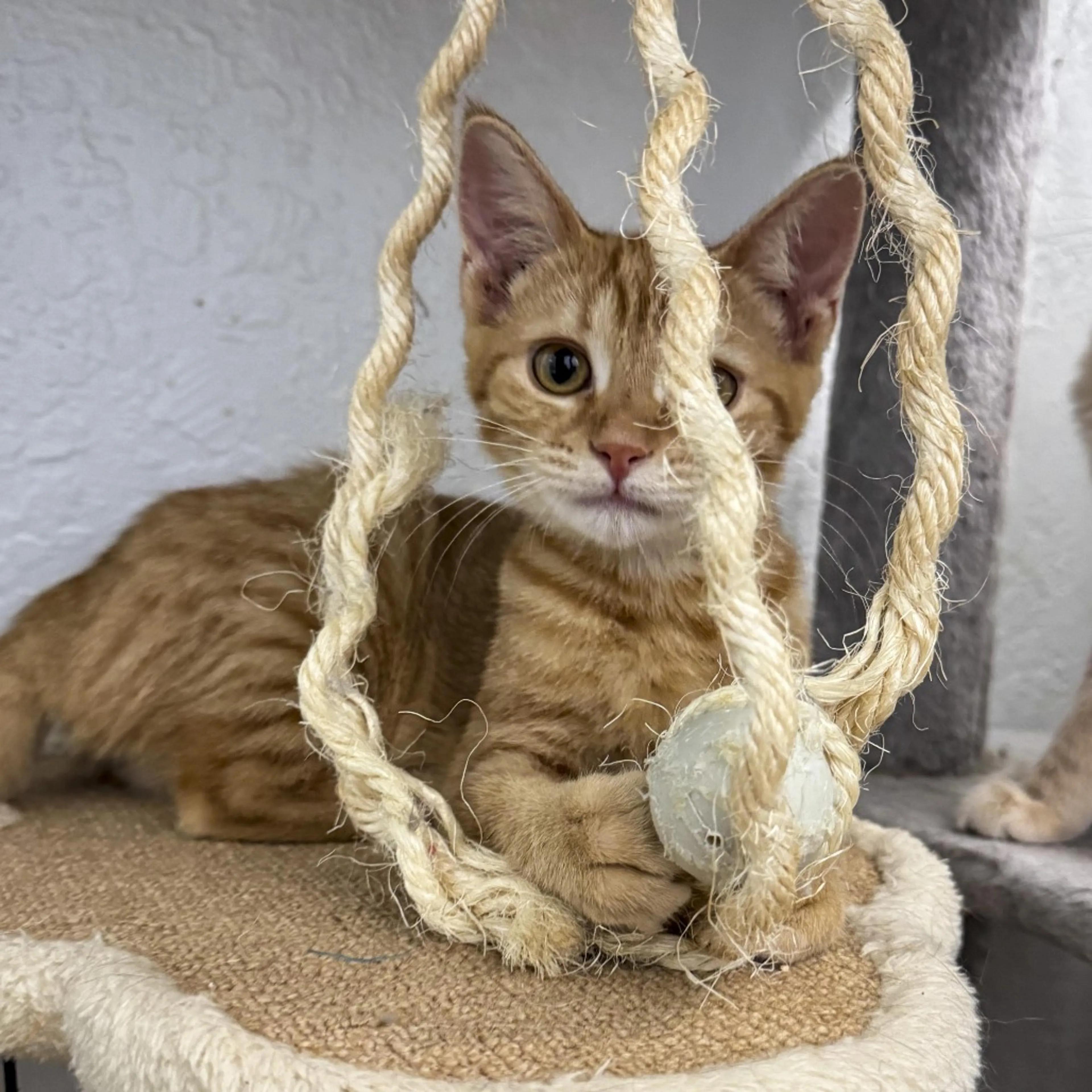 Found pet-2