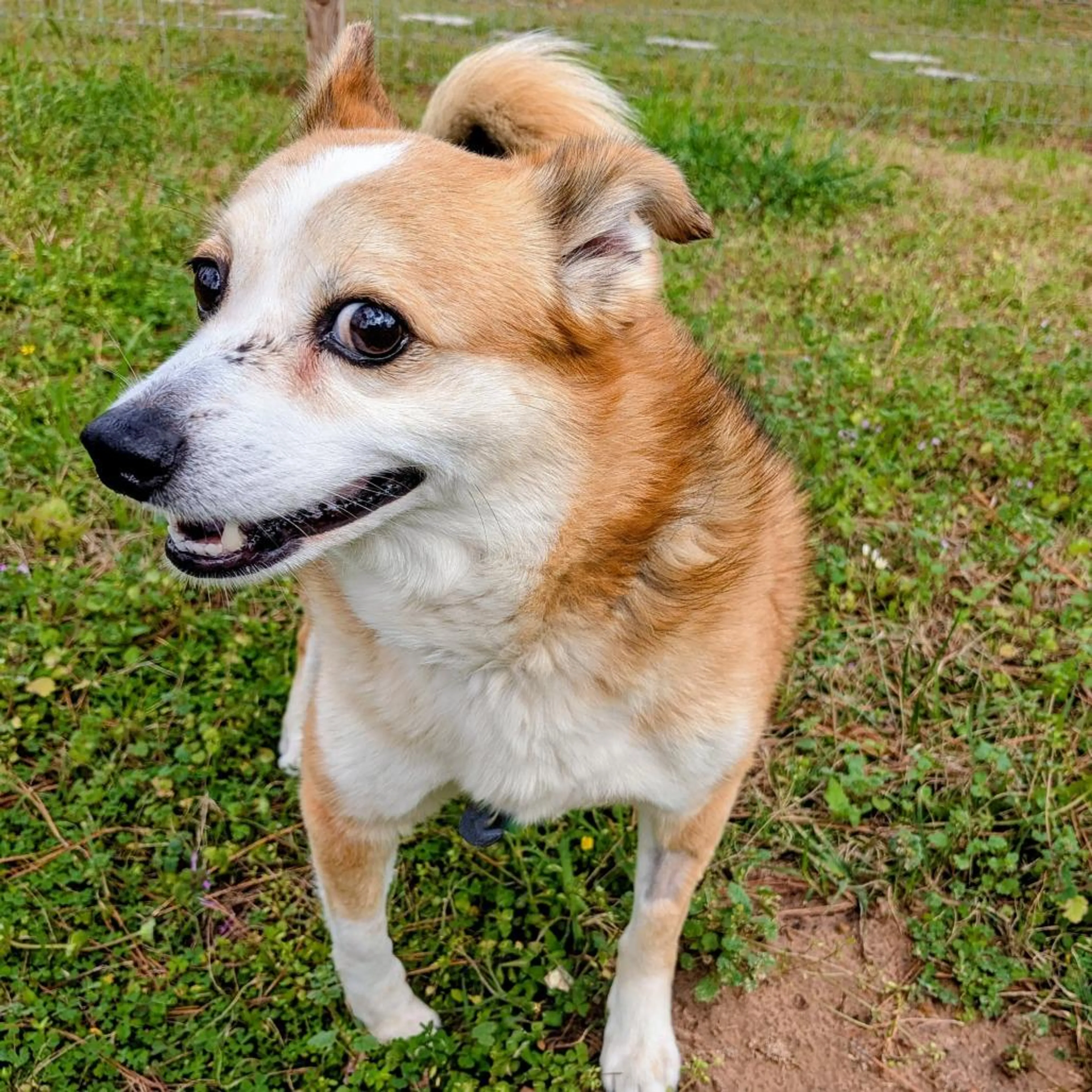 Found pet-2