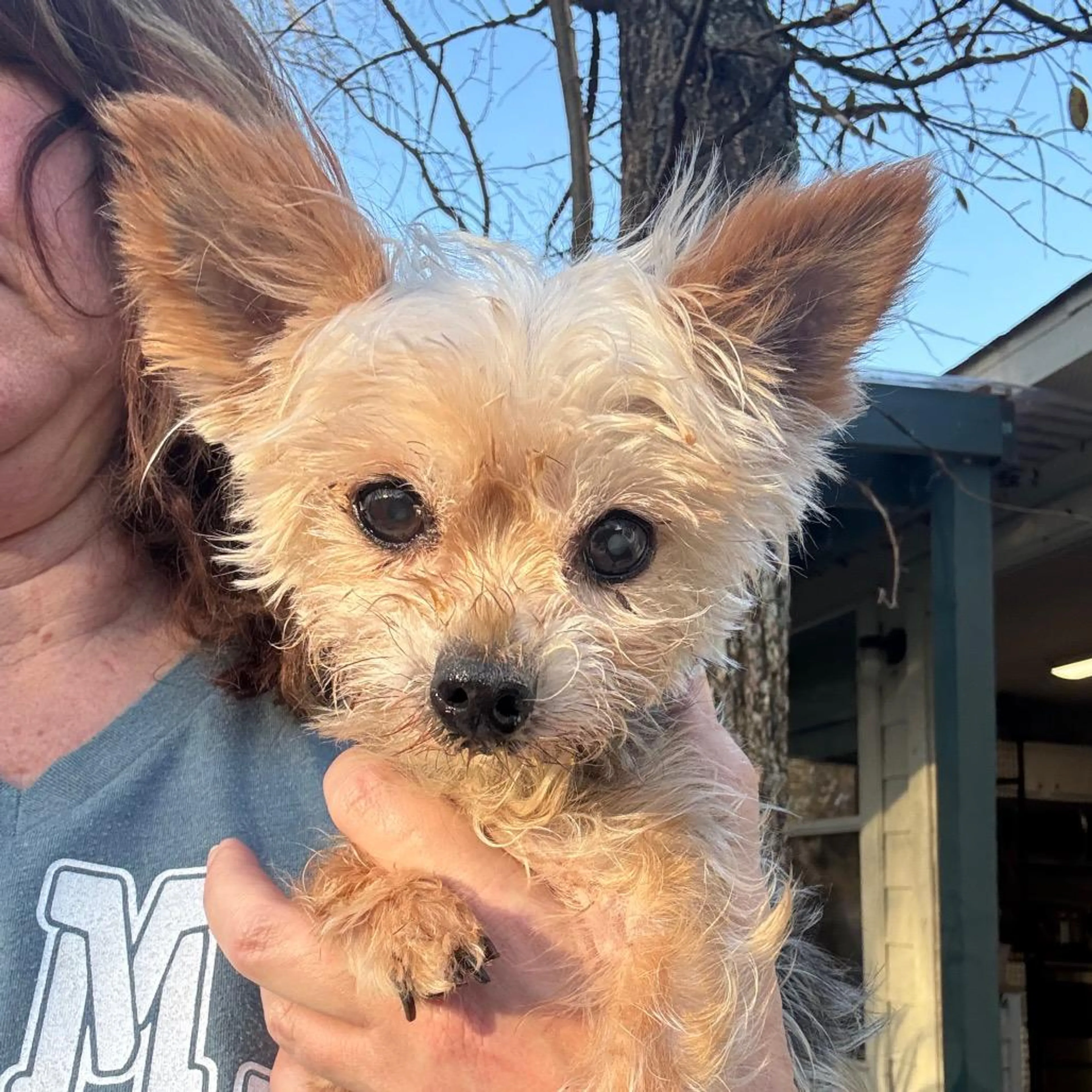 Found pet-1