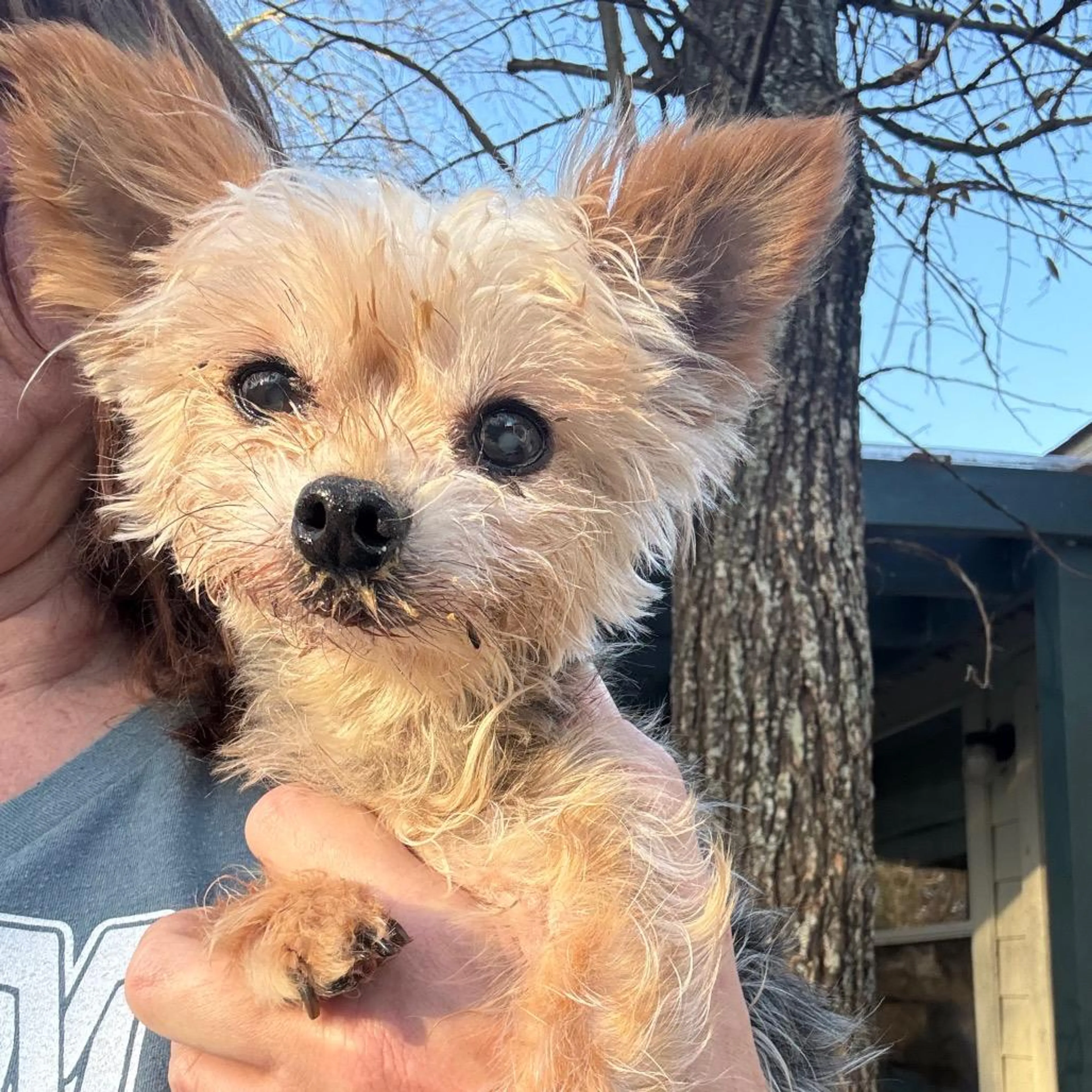 Found pet-3