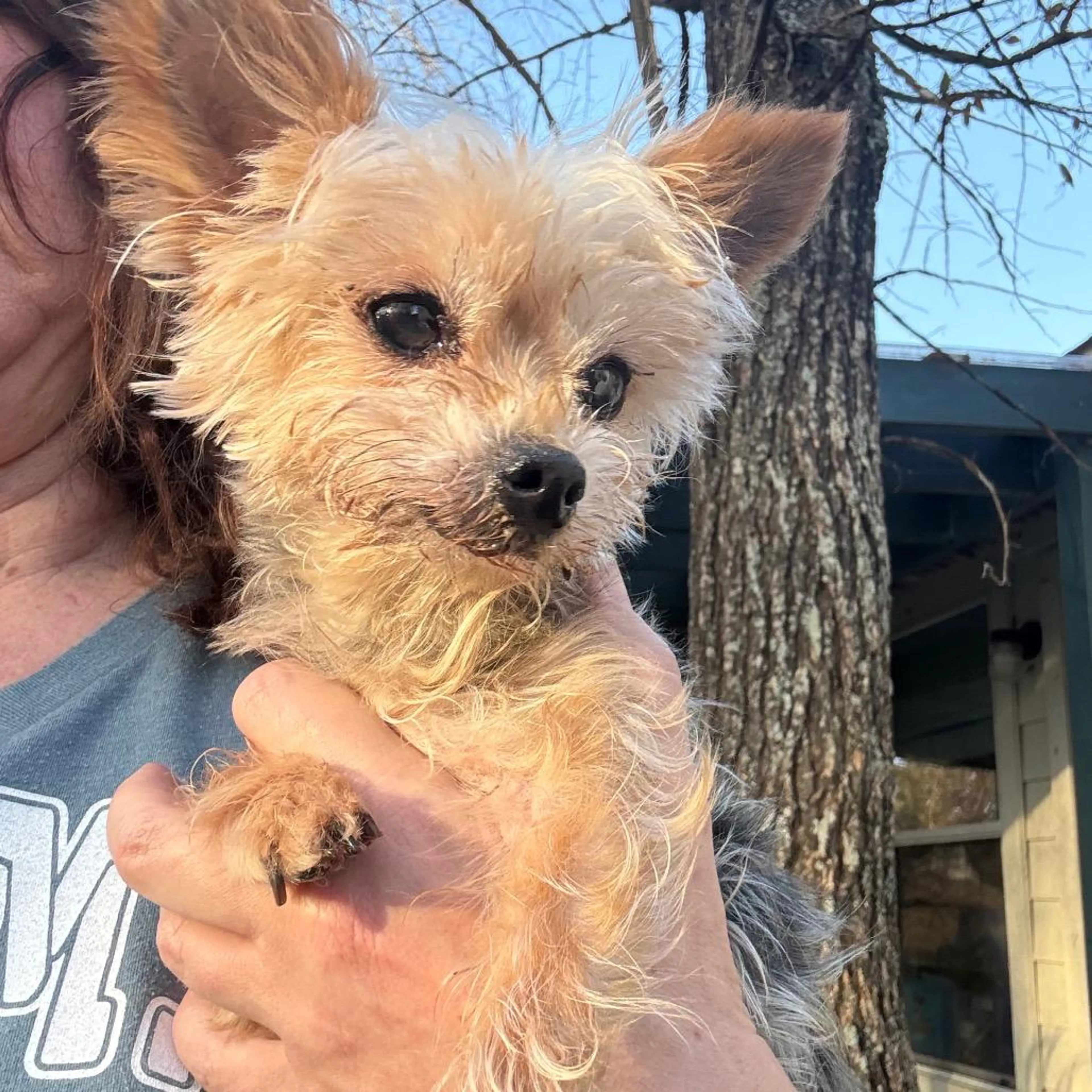 Found pet-2