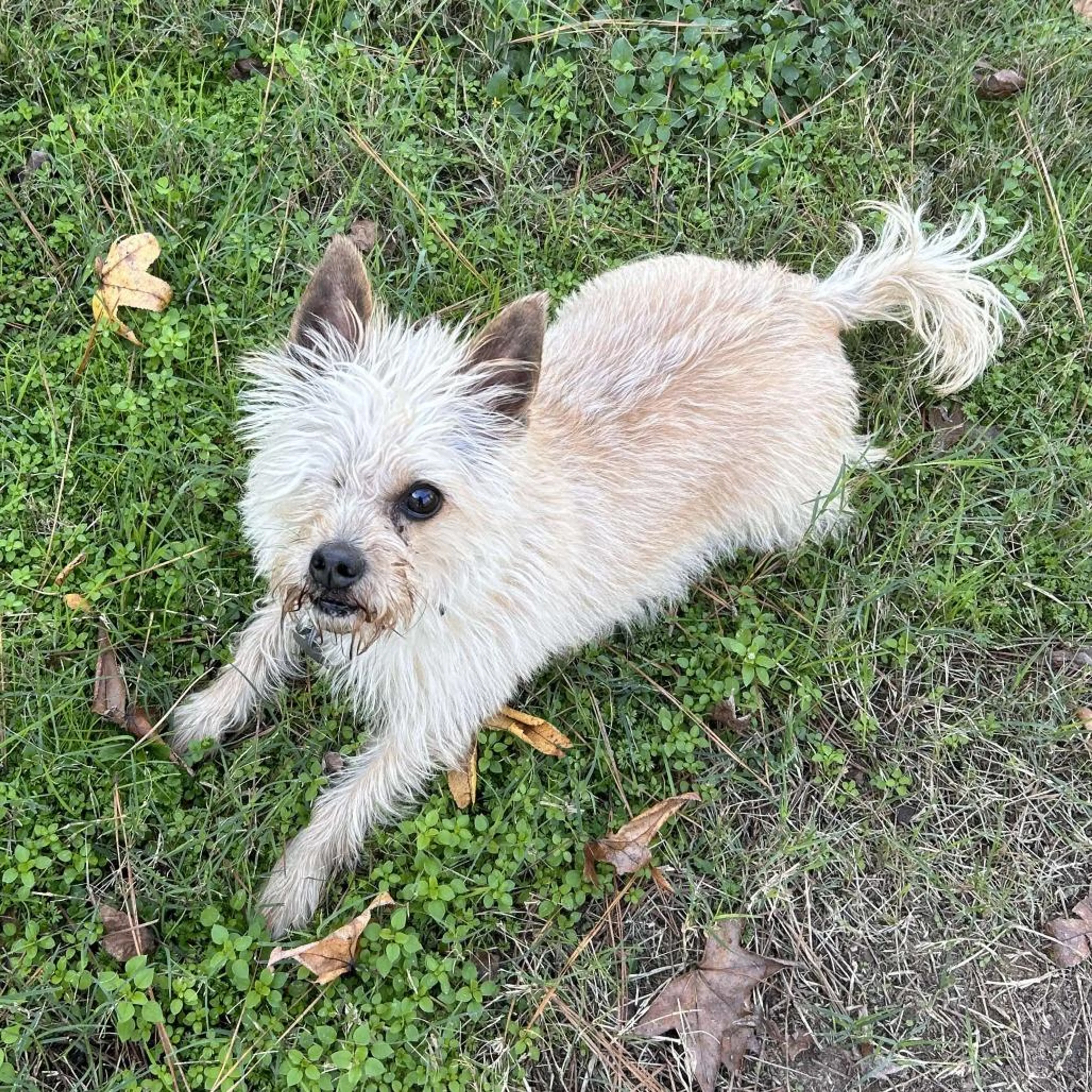 Found pet-3