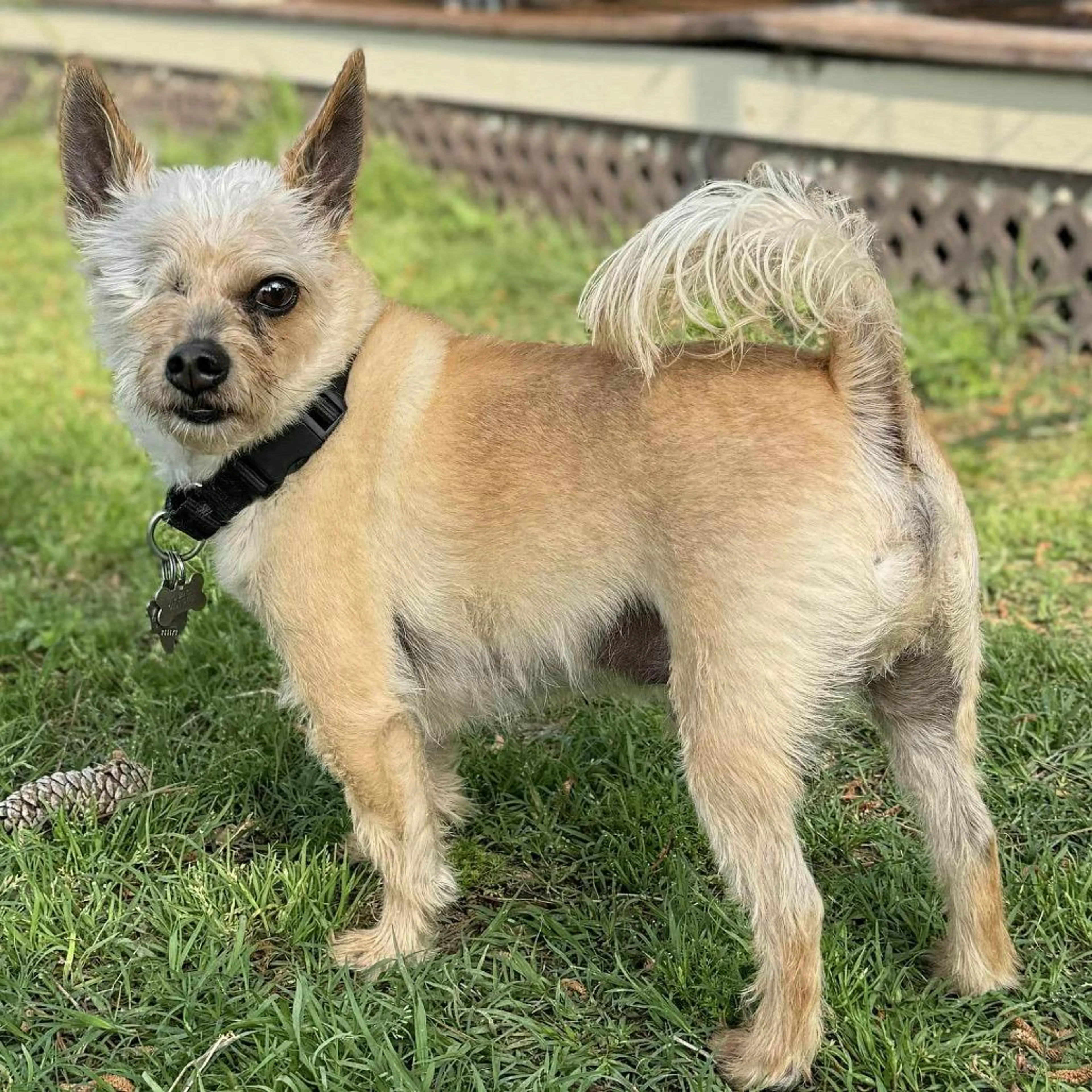 Found pet-2